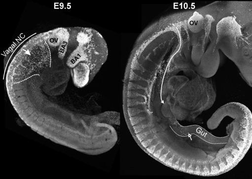 Fig. 11.1, Embryonic day (E)9.5 and E10.5 mice following processing for the immunohistochemical localization of Sox10, which is expressed by all neural crest cells. At E9.5, vagal neural crest cells (between dotted lines ) are migrating ventrally (arrow) towards the foregut. In the E10.5 mouse, the ectoderm was removed to reveal the gut. A stream of vagal neural crest cells (arrow) extends along the gut; the most caudal cell (open arrow) is in the midgut. BA1 , branchial arch 1; BA3 , branchial arch 3; OV , otic vesicle.