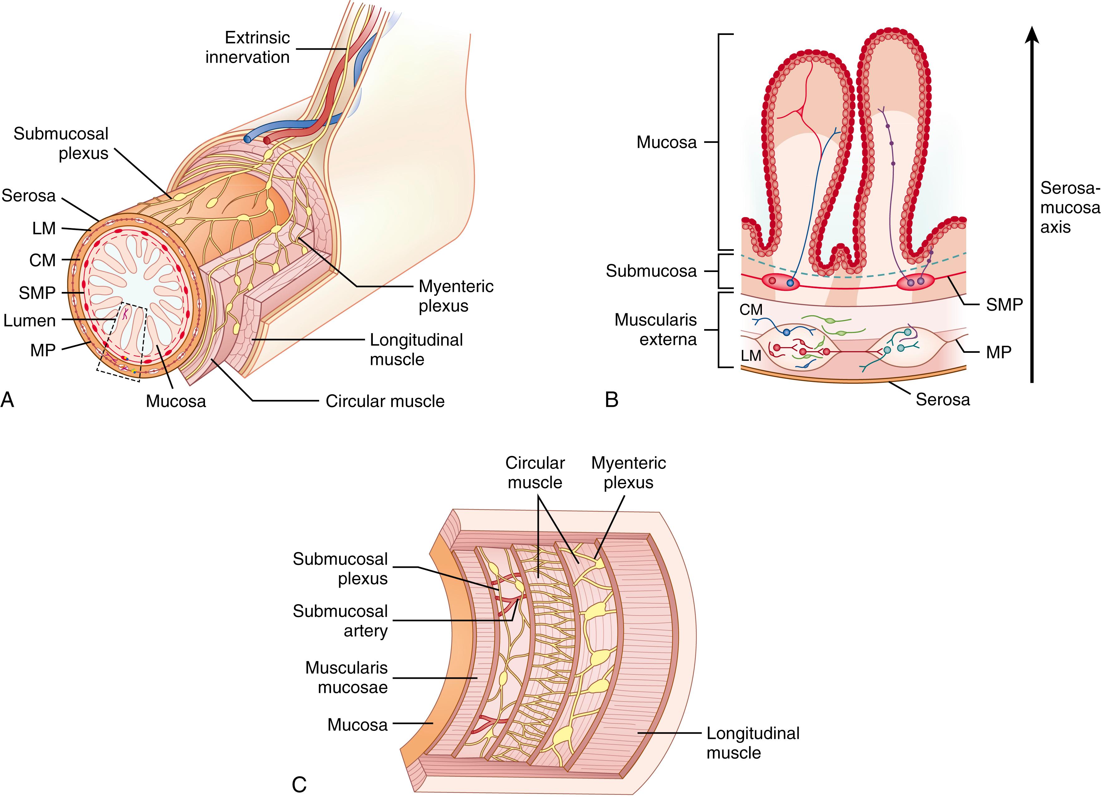 Fig. 84.1, (A) The organization of the ENS cross-sectional anatomy of intestinal and esophageal innervation: intestine (B) and esophagus (C). The boxed area (A) shows the neurons and glia of the mature ENS with the myenteric plexus (MP) located in the muscularis externa between the longitudinal (LM) and circular (CM) smooth muscle layers. The submucosal plexus (SMP) is located in the submucosal layer. ENS , Enteric nervous system.