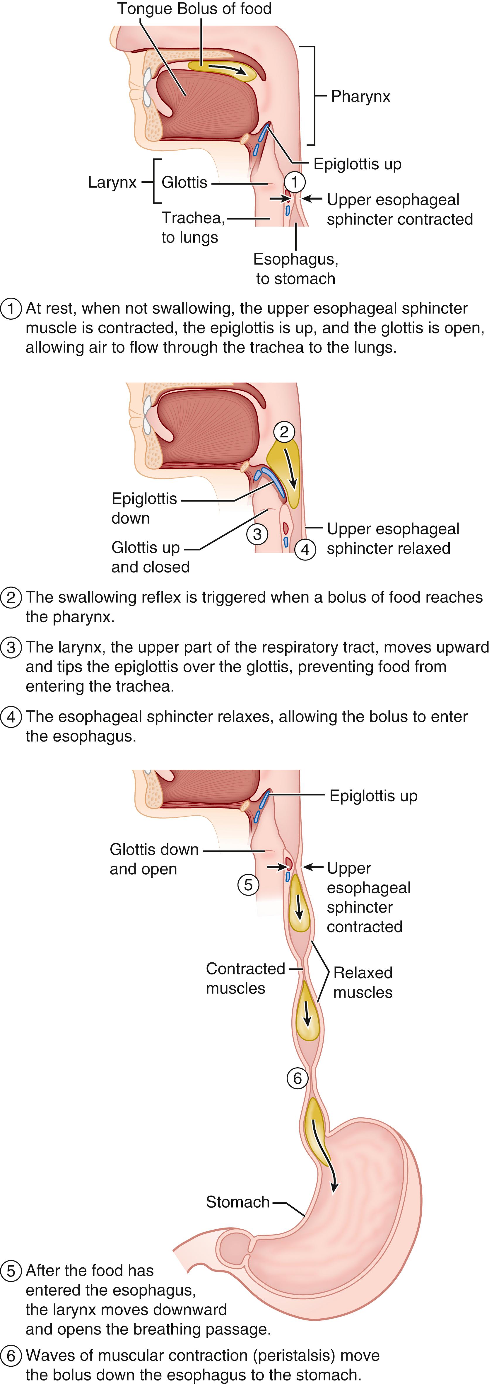 Fig. 84.3, Anatomy of swallow.