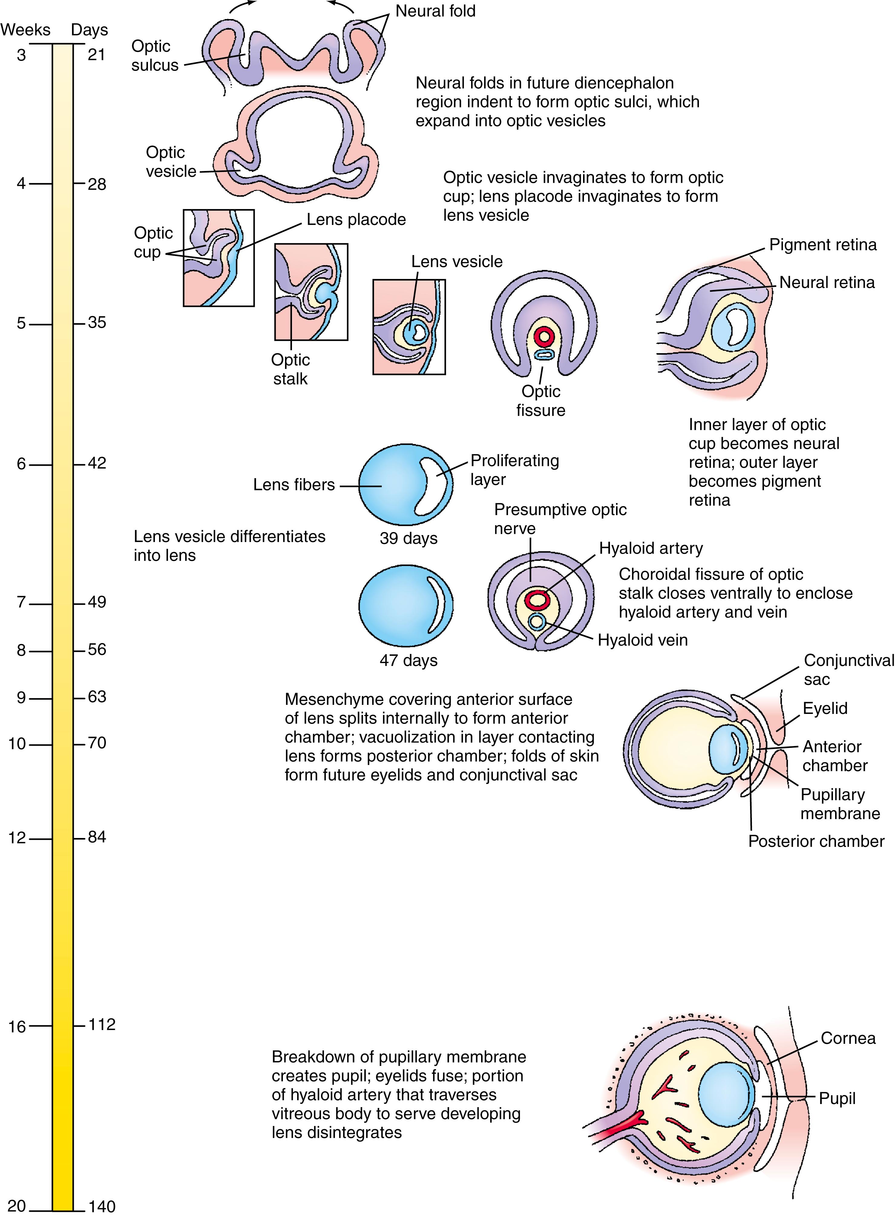 Timeline