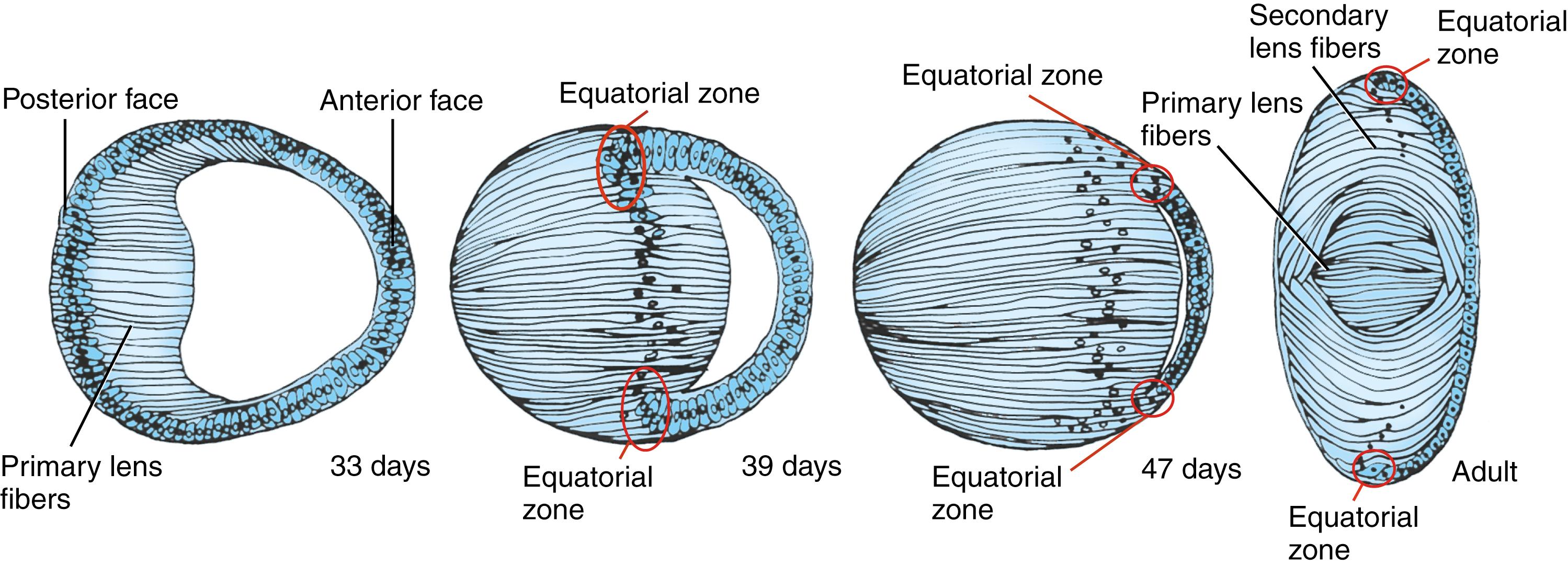 Fig. 19.4, Differentiation of the Lens