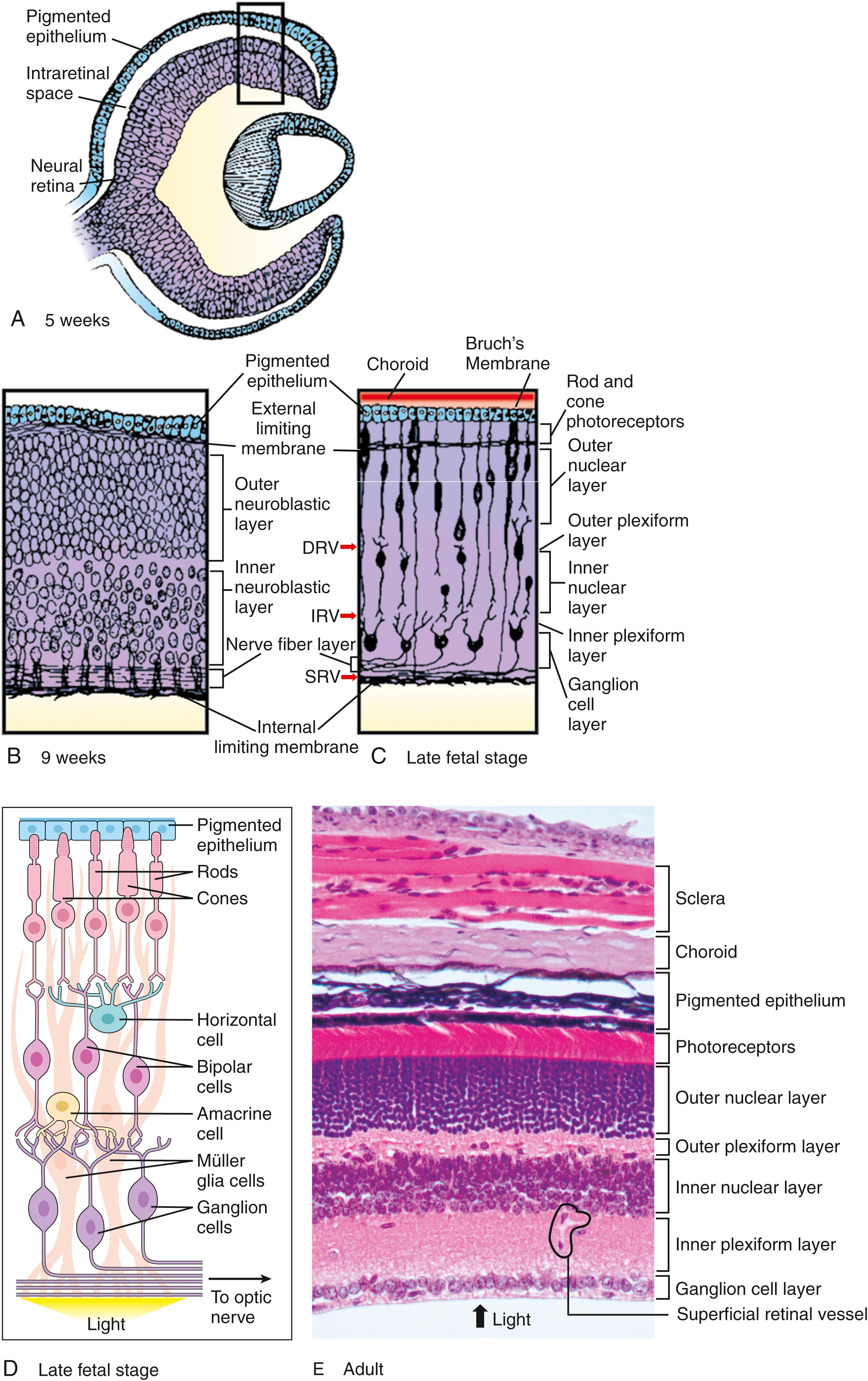 Fig. 19.5, Differentiation of the Inner Layer of the Optic Cup to Form the Neural Retina