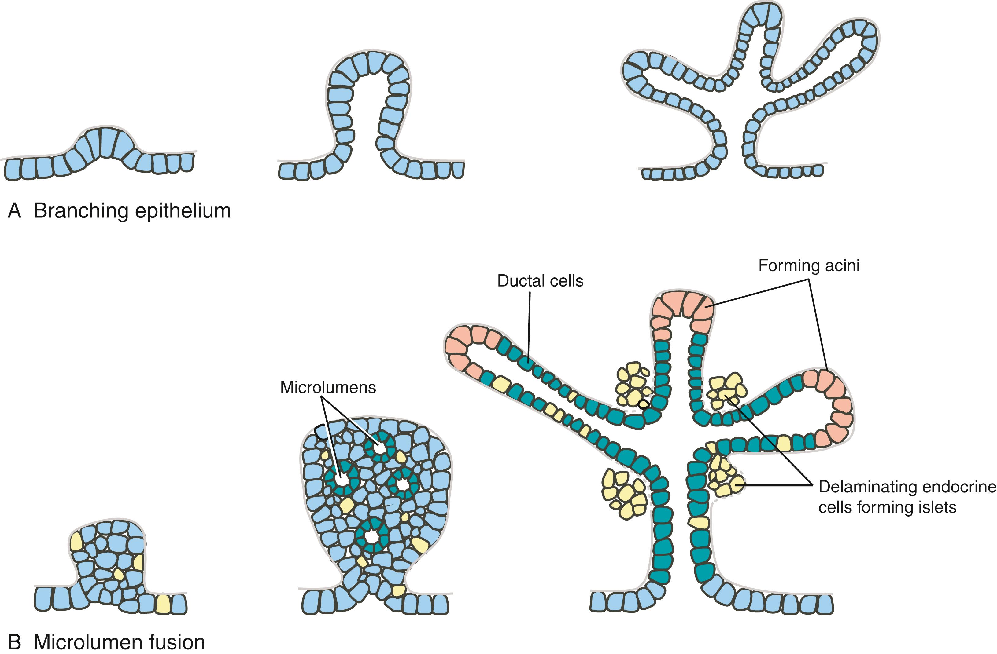 Fig. 14.10, Diagrammatic Representation of Basic Branching Mechanisms for the Formation of Tubular Glands