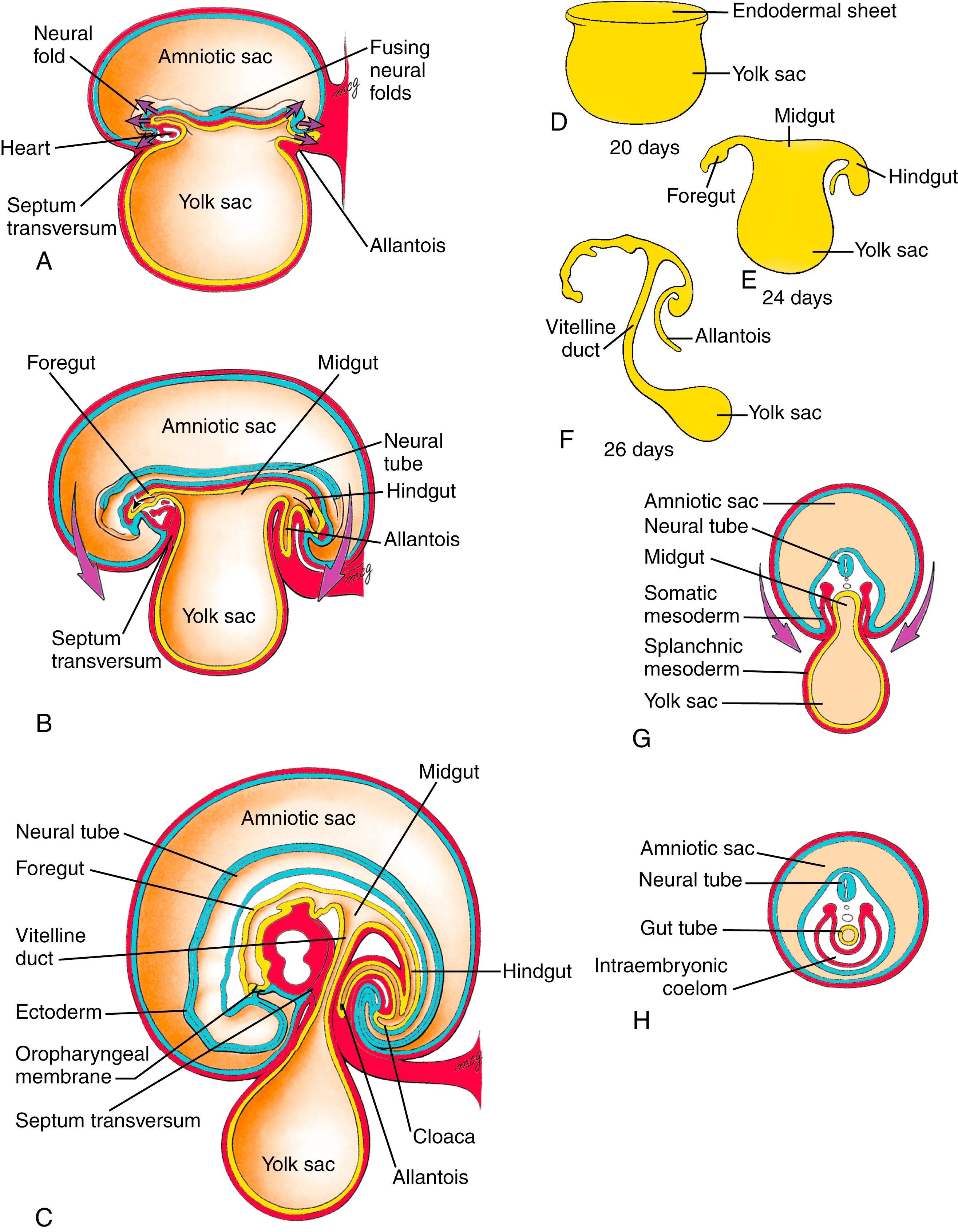 Fig. 14.2, Gut Formation by Body Folding