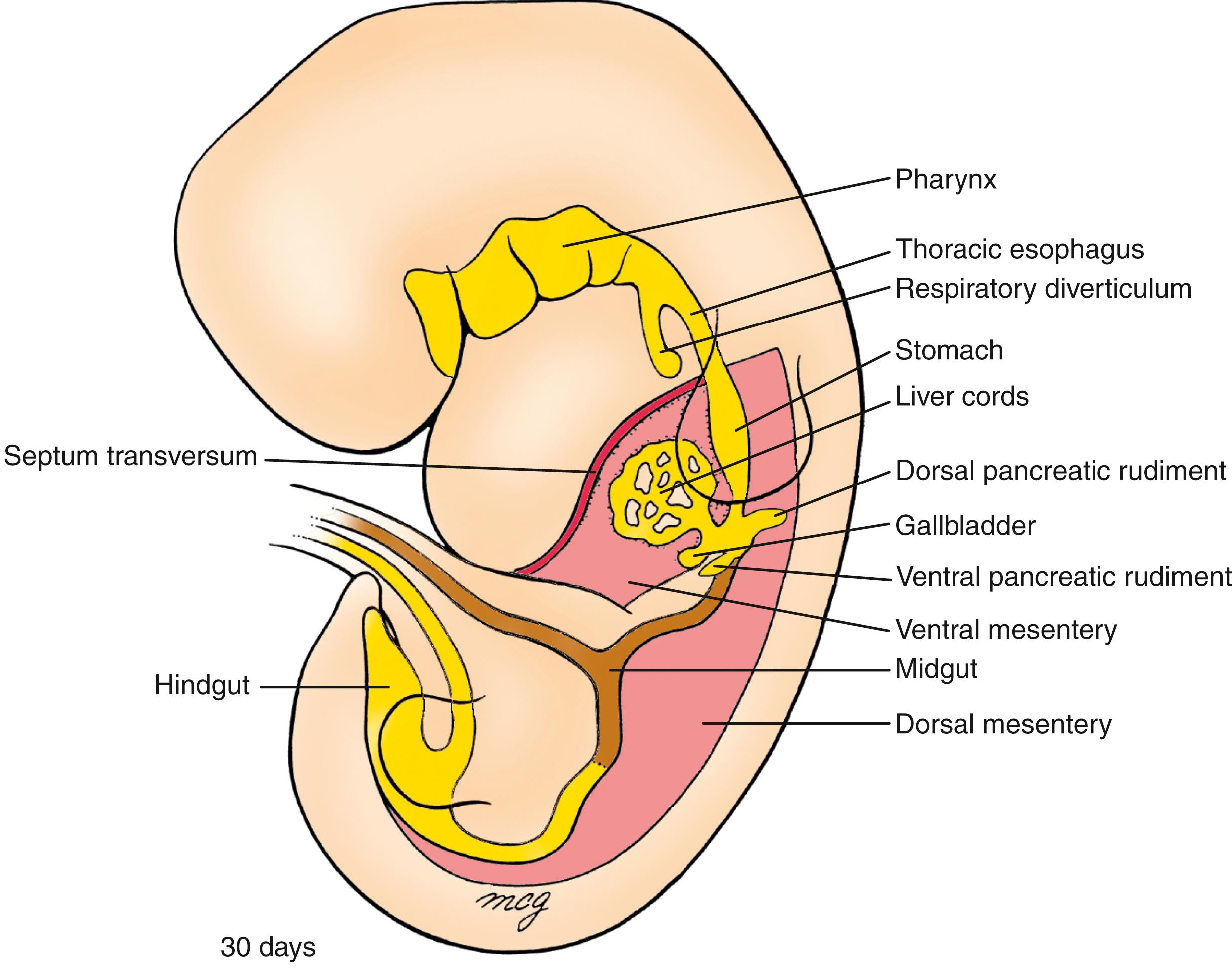 Fig. 14.4, Three Subdivisions of the Gut Tube