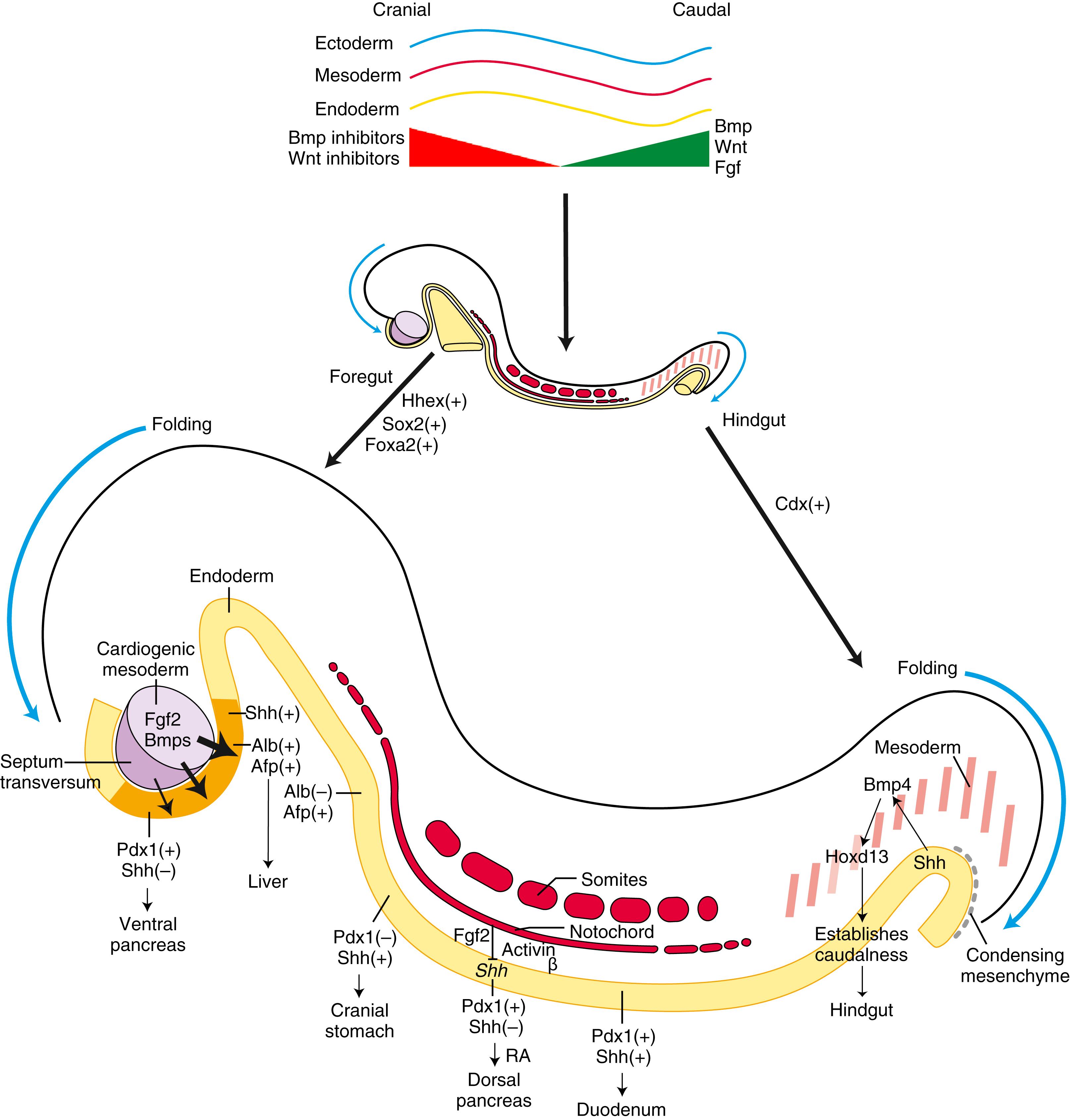 Fig. 14.5, Signals and Transcription Factors Important in Establishing Regional Differences in the Early Developing Gastrointestinal Tract