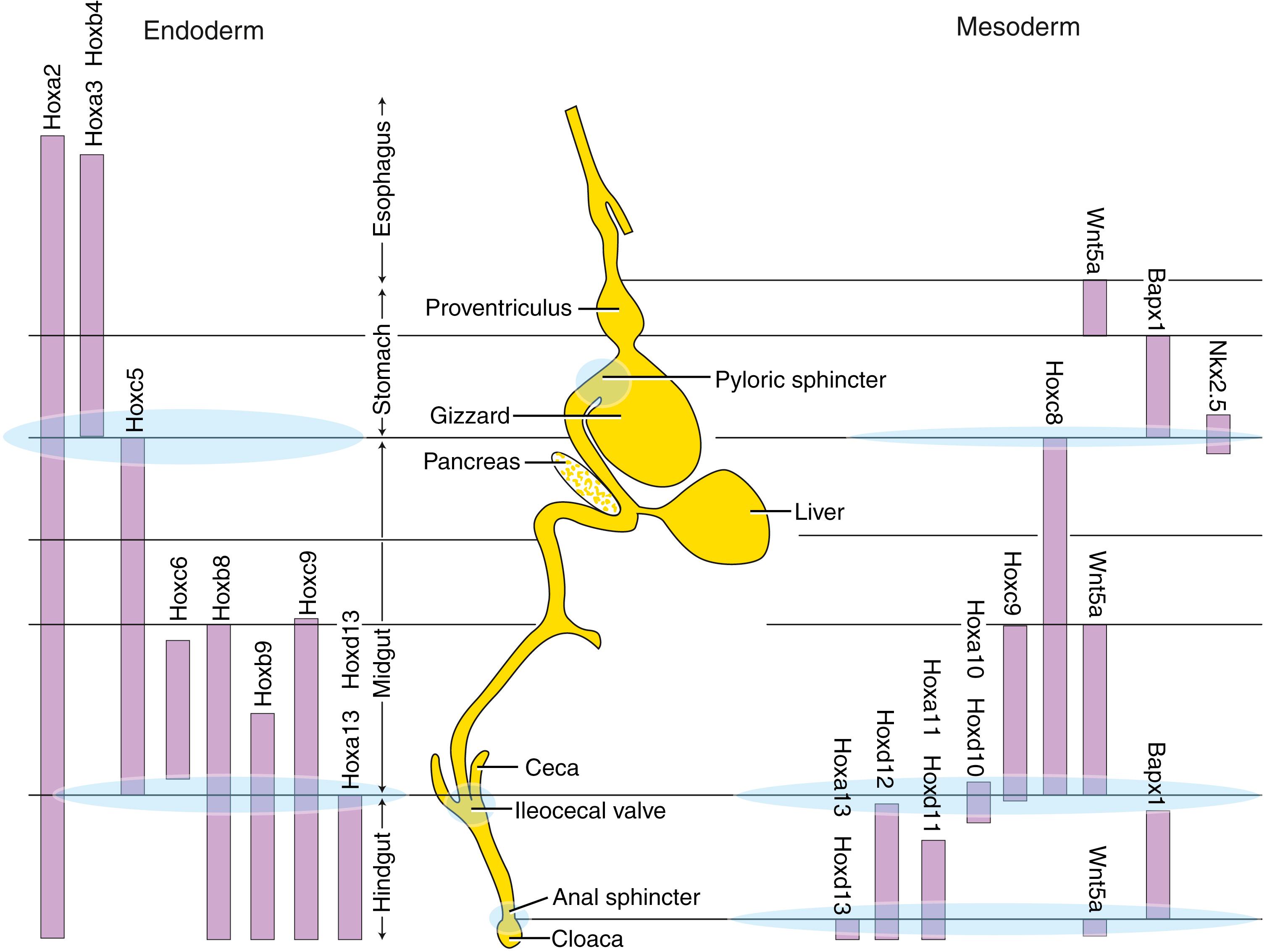 Fig. 14.6, Hox Gene Expression Boundaries in the Endoderm and Mesoderm During Early Chick Gut Development