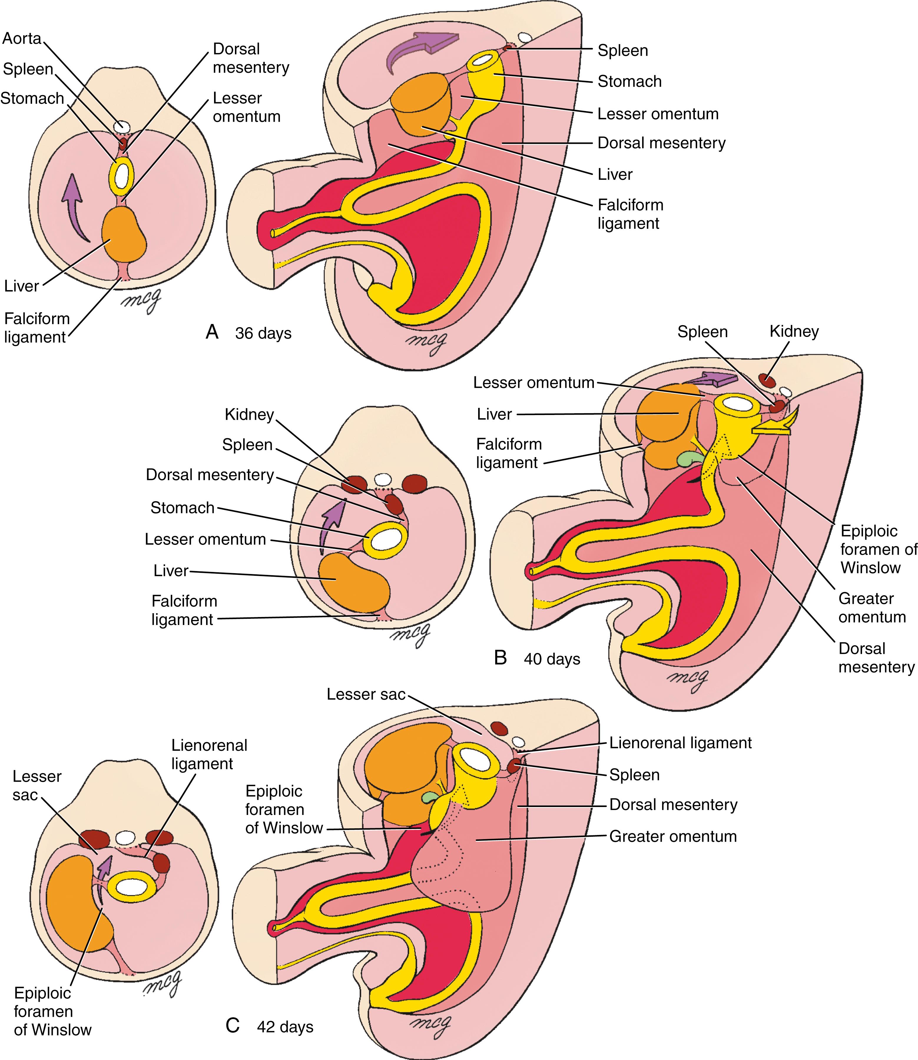 Fig. 14.8, Development of the Greater Omentum and Lesser Sac