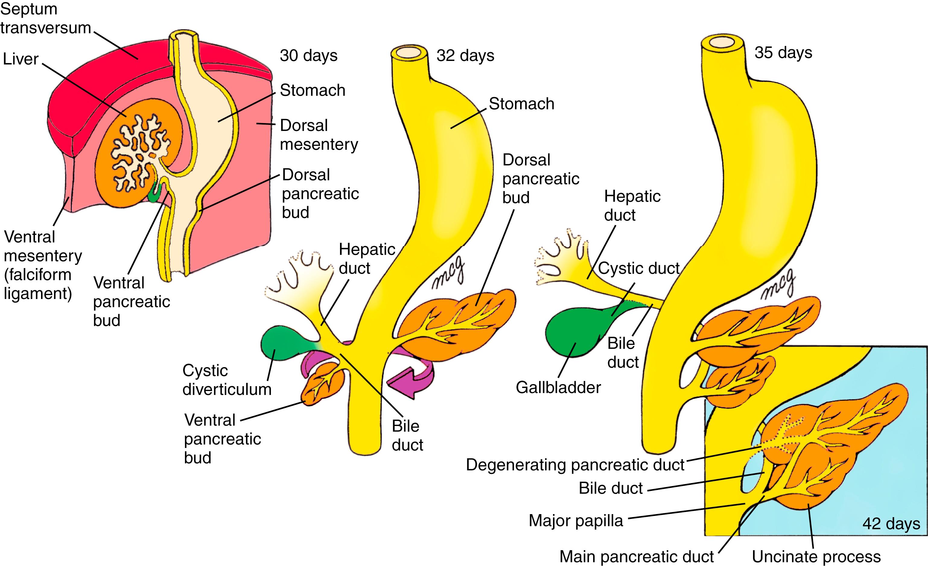 Fig. 14.9, Development of the Liver, Gallbladder, Pancreas, and Their Duct Systems From Endodermal Diverticula of the Duodenum