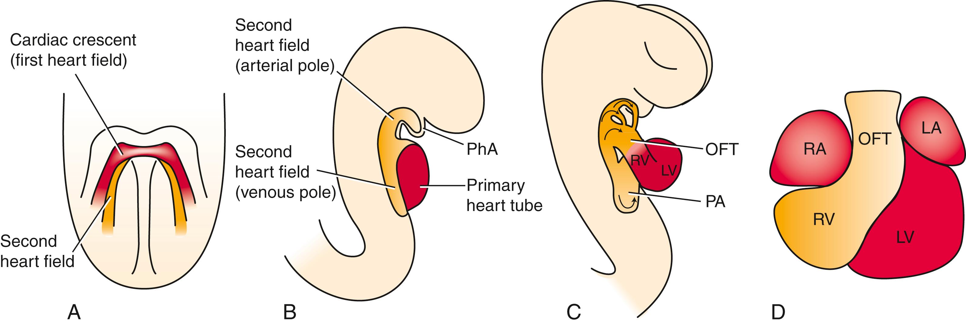 Fig. 12.10, The Second Source of Cardiogenic Progenitors for the Heart, the Second Heart Field