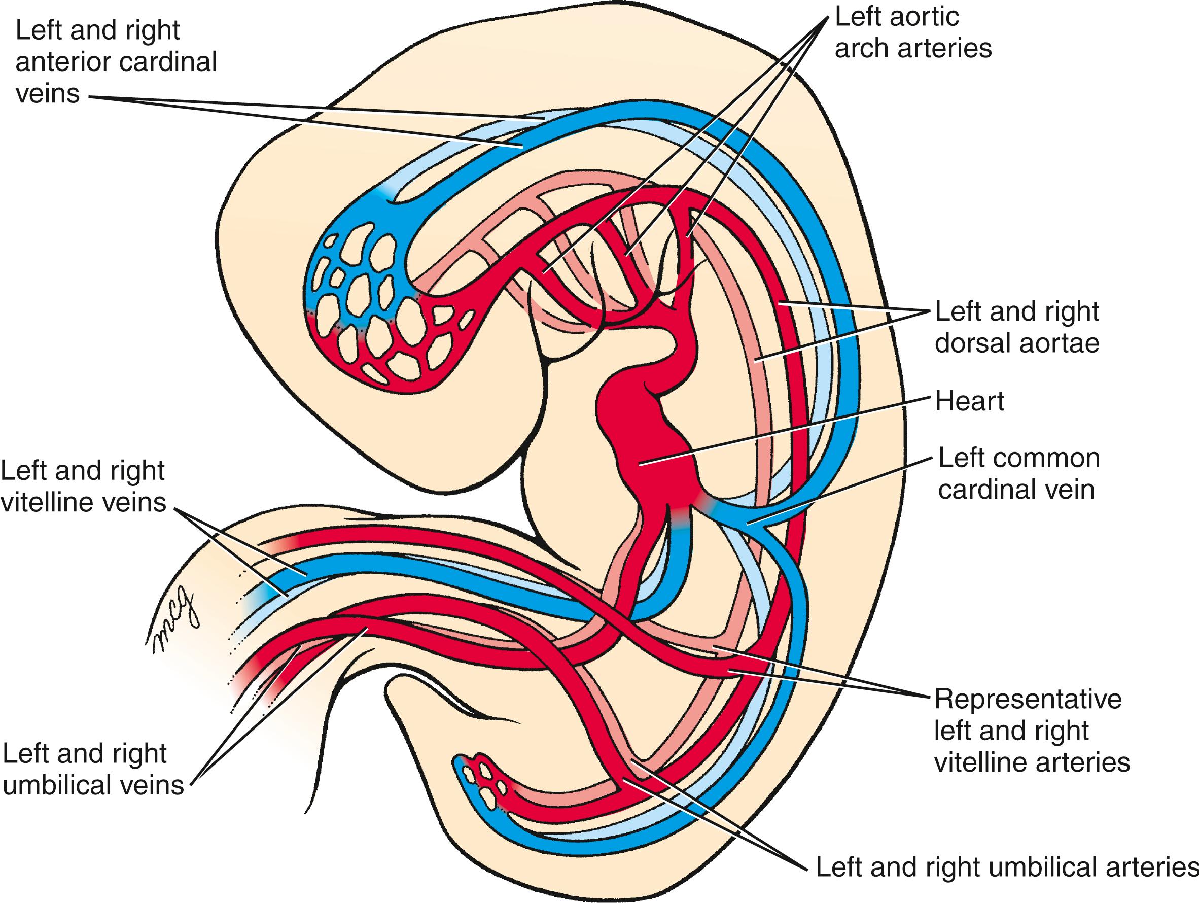 Fig. 12.17, Schematic Depiction of the Embryonic Vascular System in the Middle of the Fourth Week