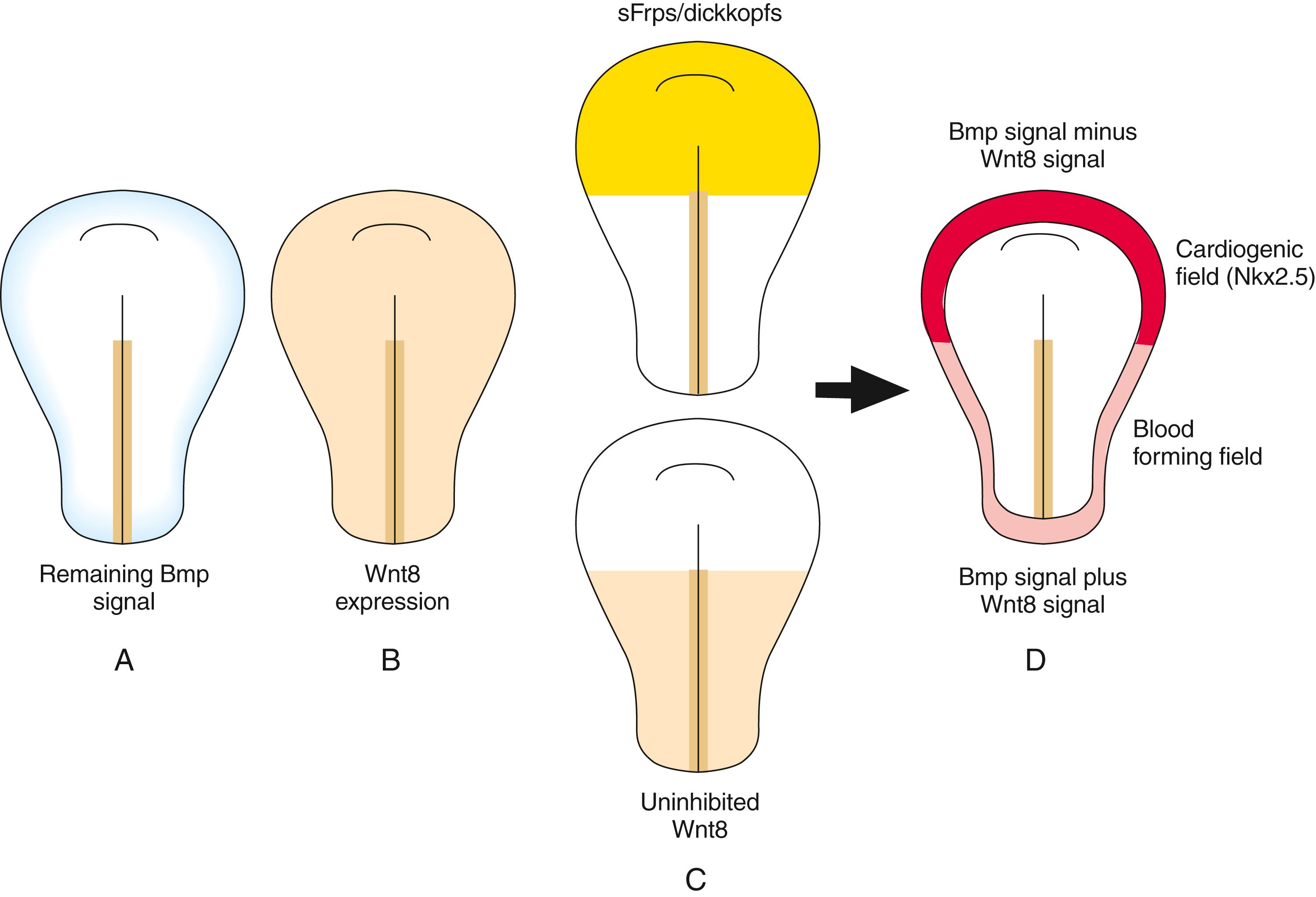 Fig. 12.3, Regional Specification of Cardiogenic Mesoderm