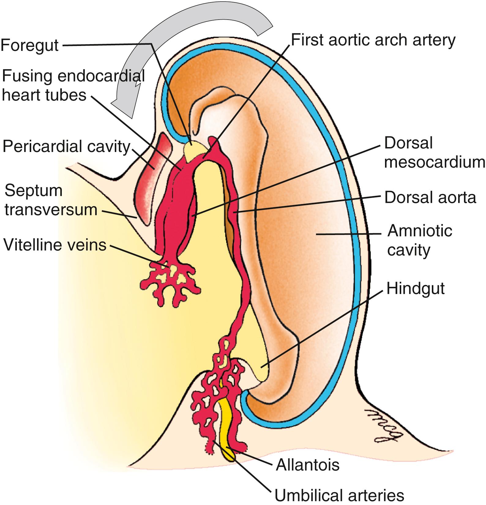 Fig. 12.4, Formation of the First Aortic Arch Artery and Dorsal Aorta During the Third Week