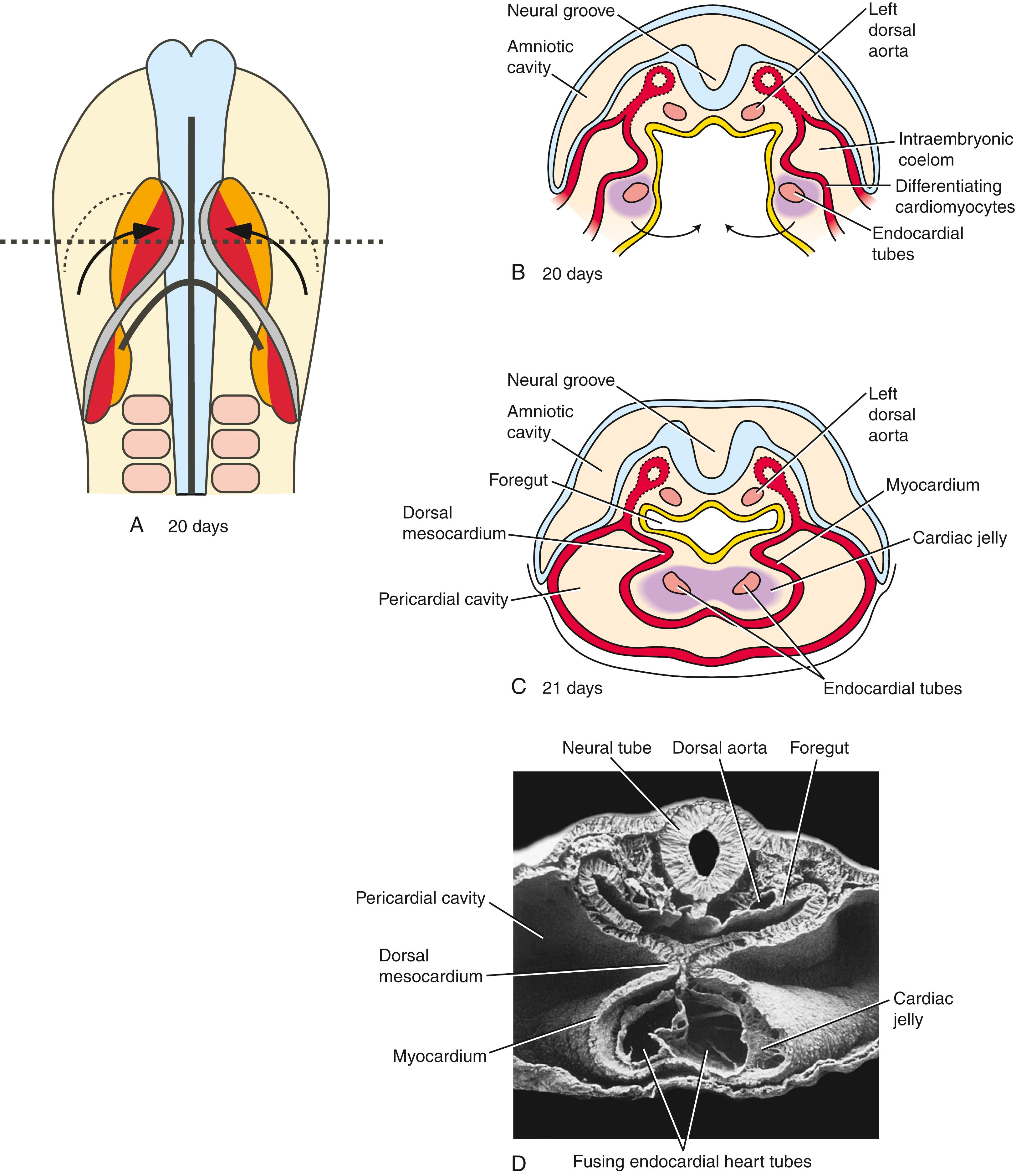 Fig. 12.5, Formation of the Primary Heart Tube