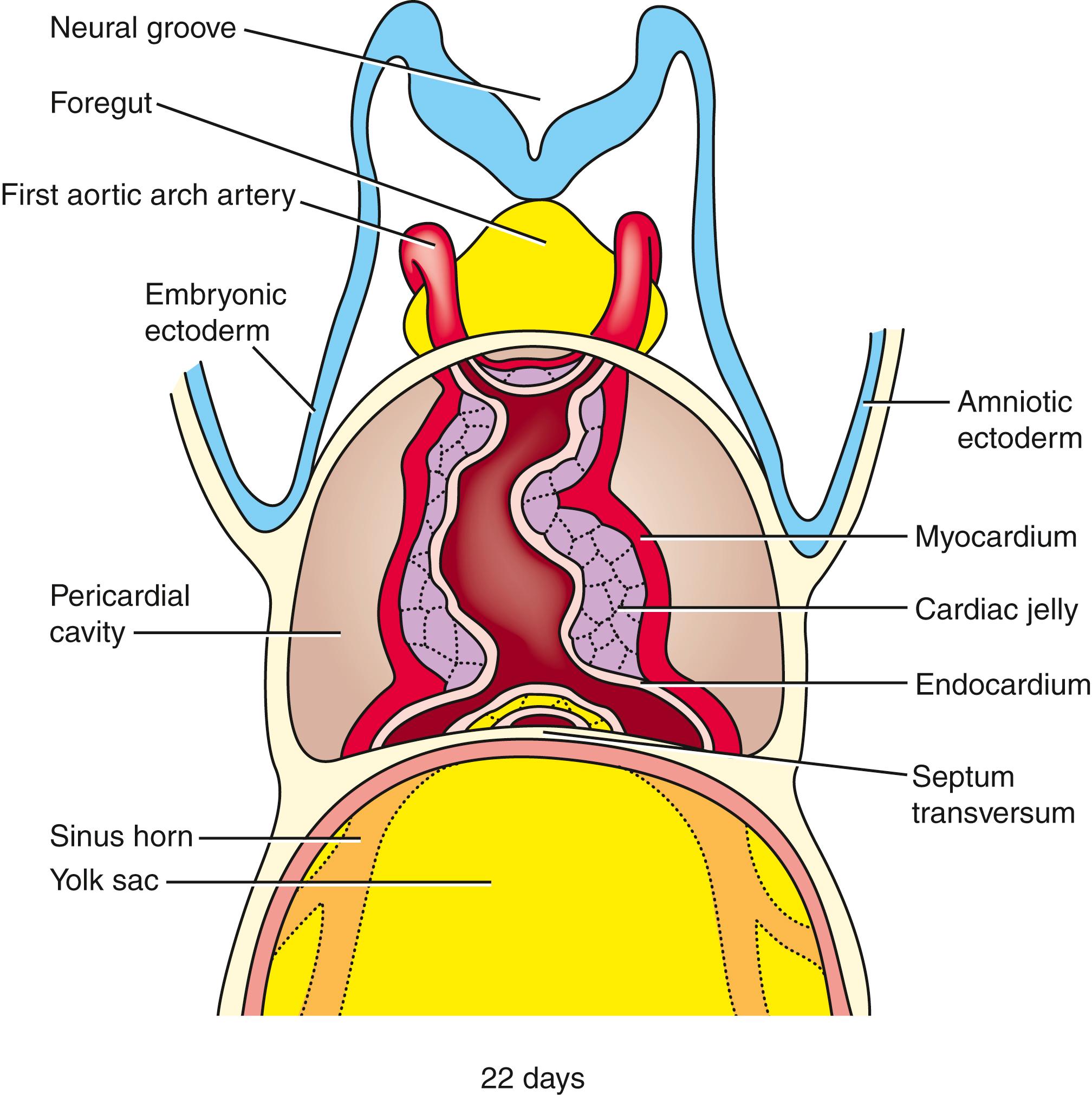 Fig. 12.7, Composition of the Primary Heart Tube Walls