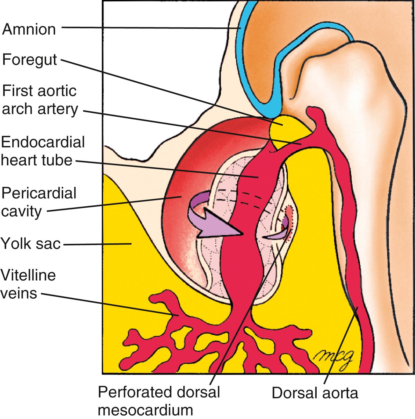 Fig. 12.9, Rupture of the Dorsal Mesocardium Early in the 4th Week Forms the Transverse Pericardial Sinus of the Definitive Pericardium Arrow passes through the transverse pericardial sinus.