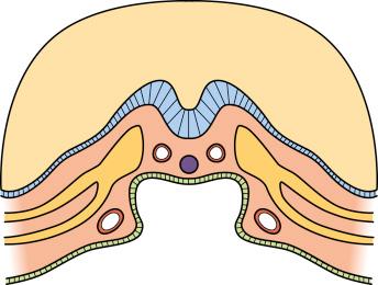 • Fig. 10.1, Schematic representation of a cross-section of the trilaminar embryo before embryonic folding. The coelomic cavity is developing within the mesoderm, localising the paired heart tubes to the splanchnic mesoderm on the ventral aspect. As the embryo folds, the lateral edges are brought into apposition, the endoderm fuses to form the gut, and the paired heart tubes fuse in the midline ventral to the gut. The coelom forms the pericardial cavity. The ectoderm enfolds the other structures, and the amniotic cavity extends completely to surround the embryo.