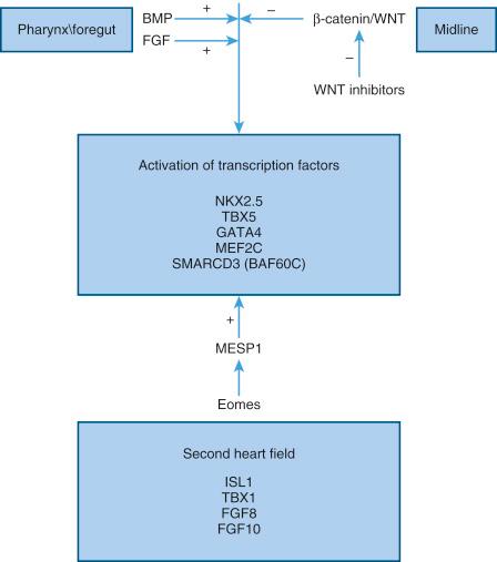 • Fig. 10.3, Activation of cardiac transcription factors. BMP, Bone morphogenetic protein; FGF, fibroblast growth factor.