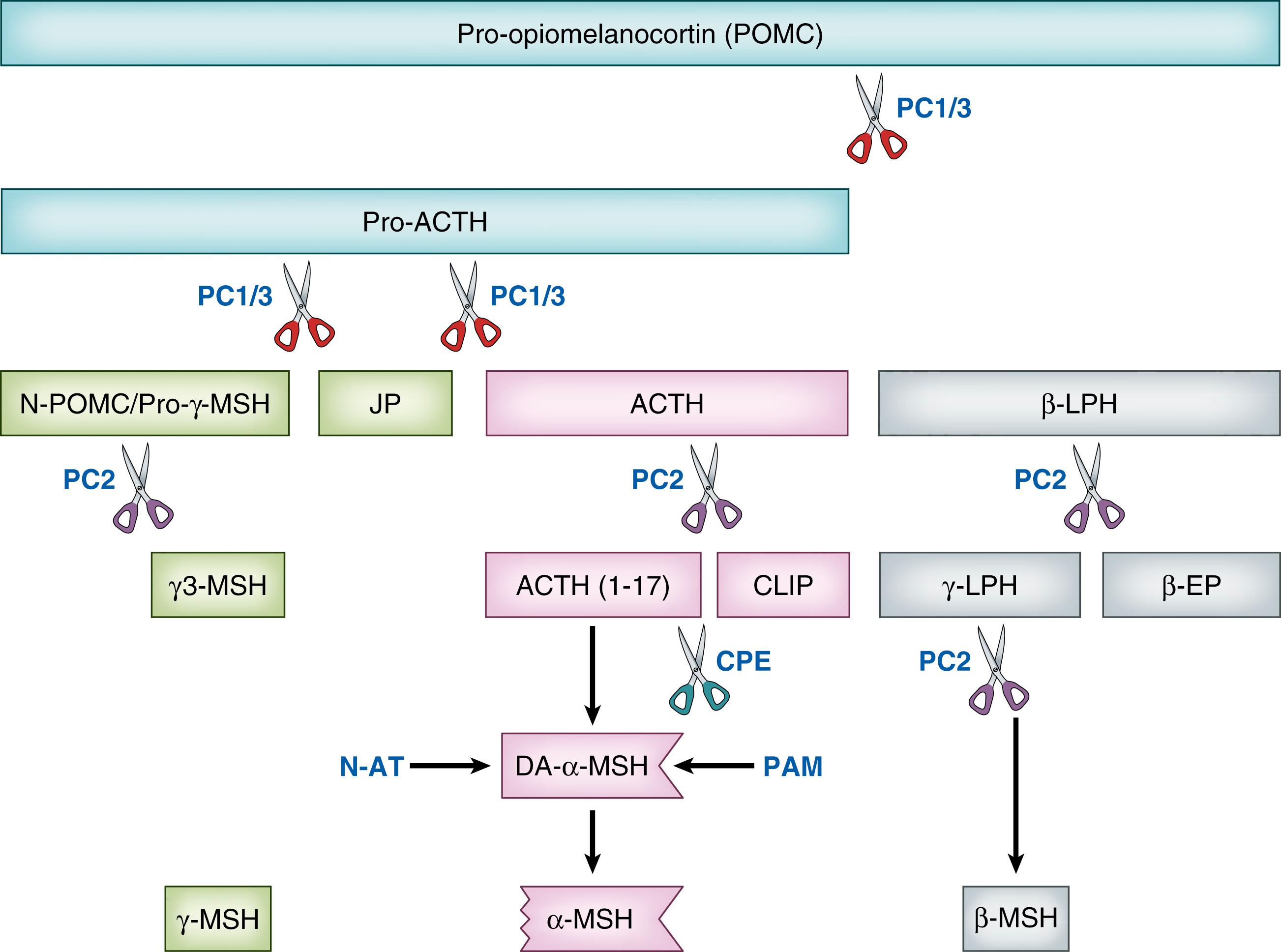 Fig. 143.2, Processing of proopiomelanocortin (POMC) . ACTH , Adrenocorticotropic hormone; CLIP , corticotropin-like intermediate peptide; CPE , carboxypeptidase E; DA-αMSH , des-acetyl αMSH; EP , endorphin; JP , joining peptide; LPH , lipotropic hormone; MSH , melanocyte-stimulating hormone; N-AT , N-acetyltransferase; N-POMC , amino-terminal end of POMC; PAM , peptidyl-glycine α-amidating monooxygenase; PC1/3 , prohormone convertase 1/3; PC2 , prohormone convertase 2.