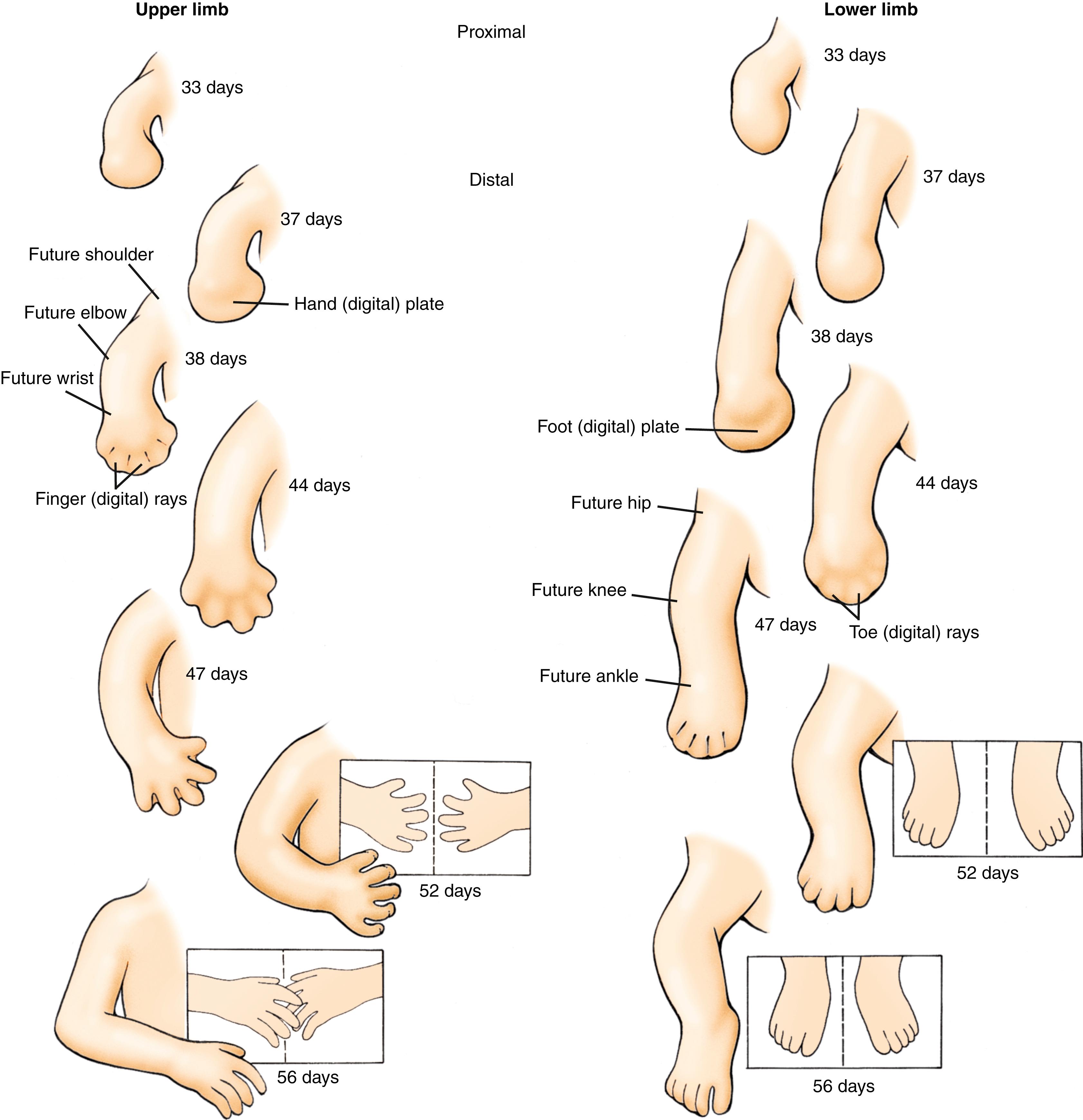 Fig. 20.11, Development of the Upper and Lower Limb Buds Occurs Between the Fifth and Eighth Weeks Every stage in the development of the lower limb bud takes place later than in the upper limb bud.