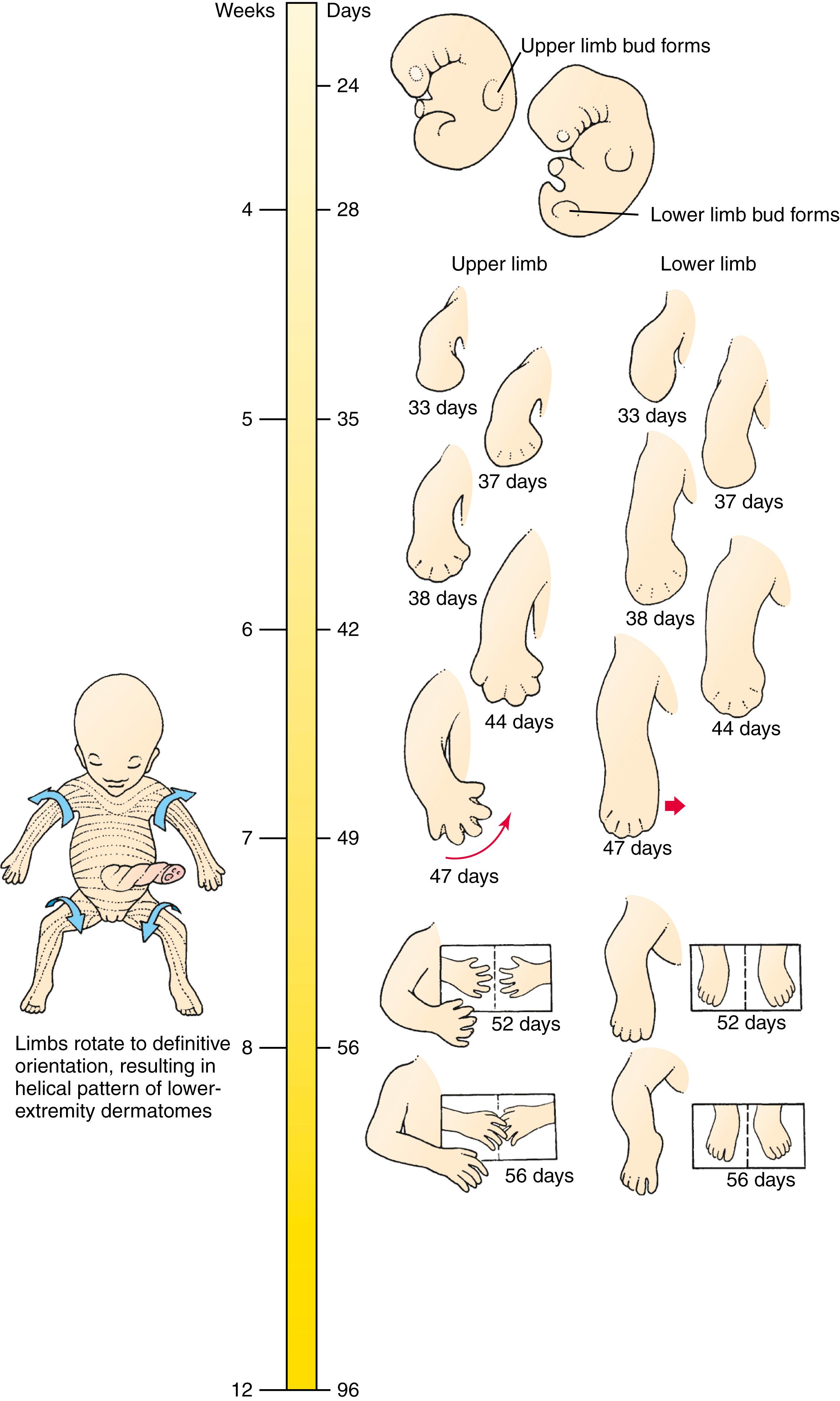 Timeline