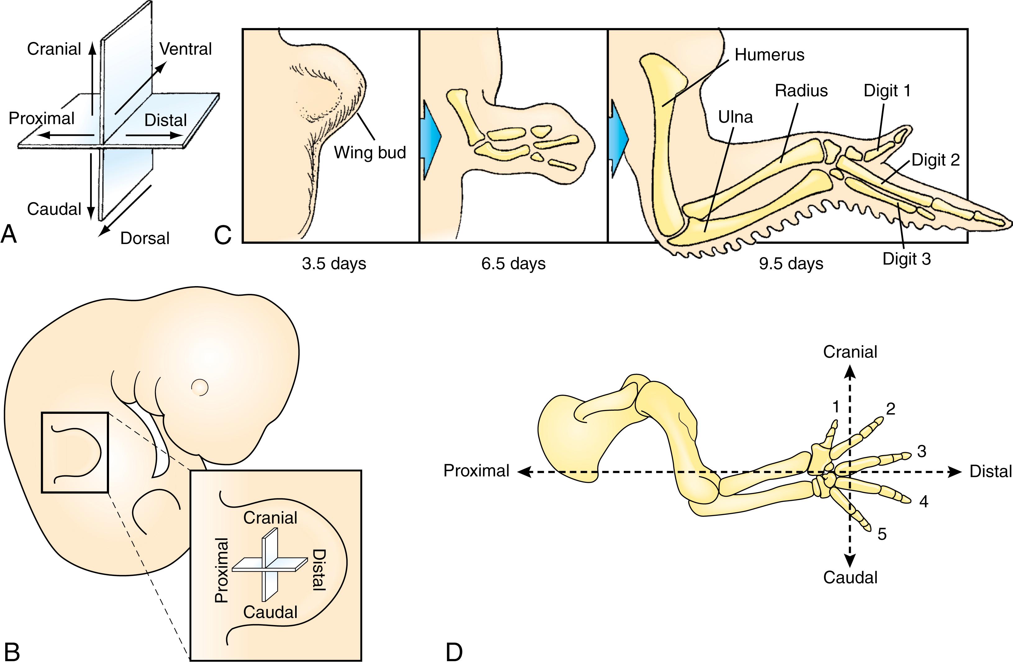 Fig. 20.3, Axes and Digits of the Developing Limb