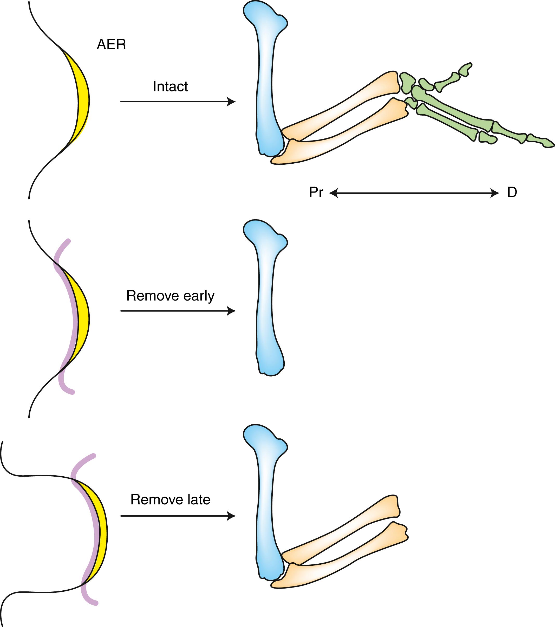 Fig. 20.4, Skeletal Development Along the Proximal (Pr) -Distal (D) Axis of a Chick Wing Bud Following Removal of the Apical Ectodermal Ridge (AER) at Different Stages of Development (See Figure Credits.)