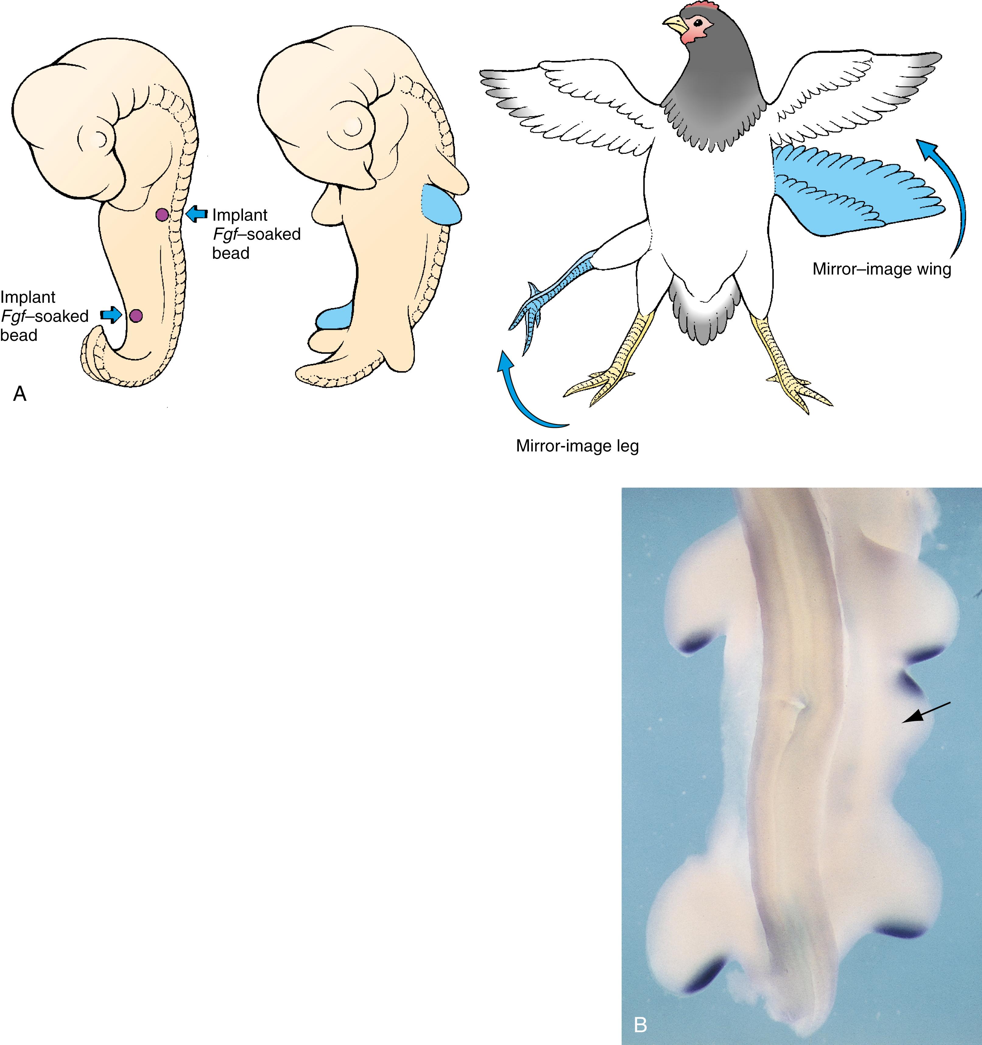 Fig. 20.6, Fgf-Soaked Beads Induce Supernumerary Limbs