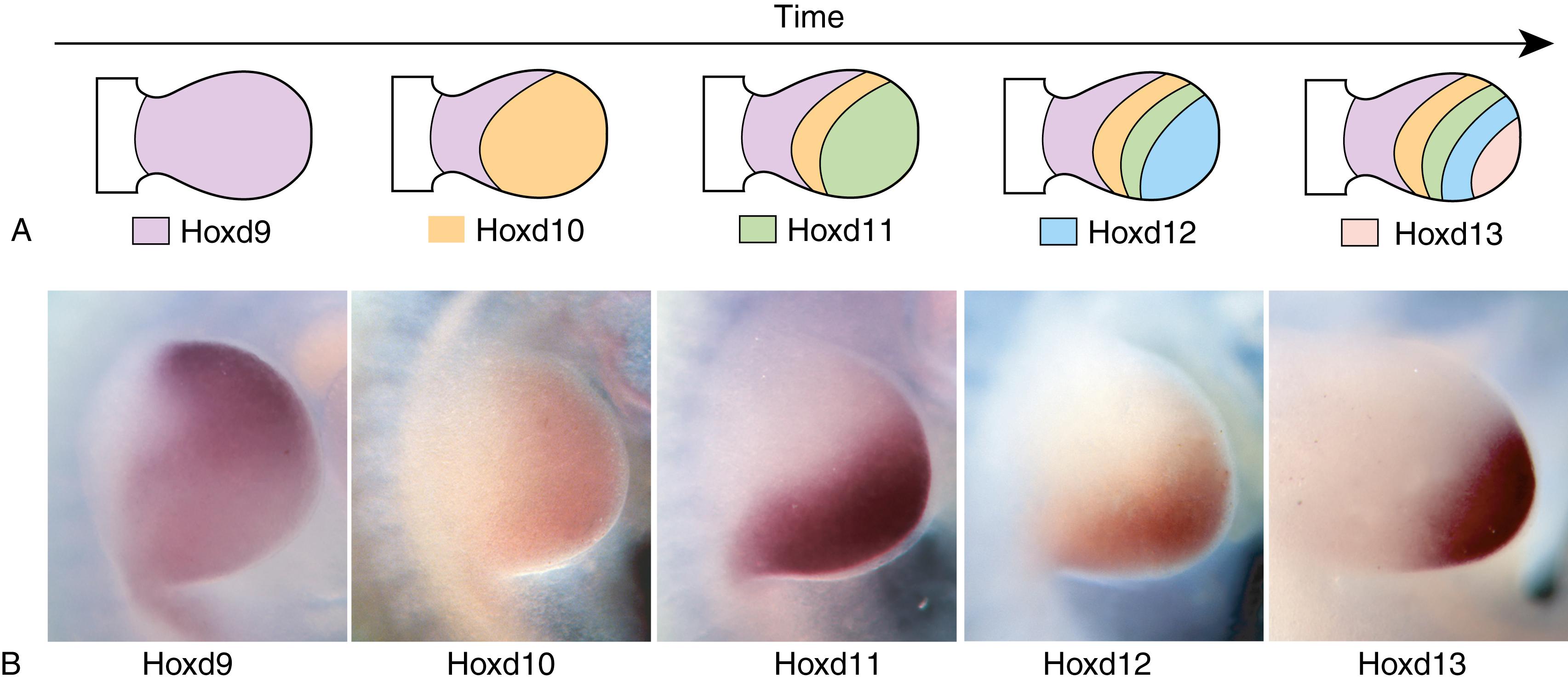 Fig. 20.8, Progressive Expression of the First Wave of Hoxd Genes Over Space and Time in the Early Limb Bud