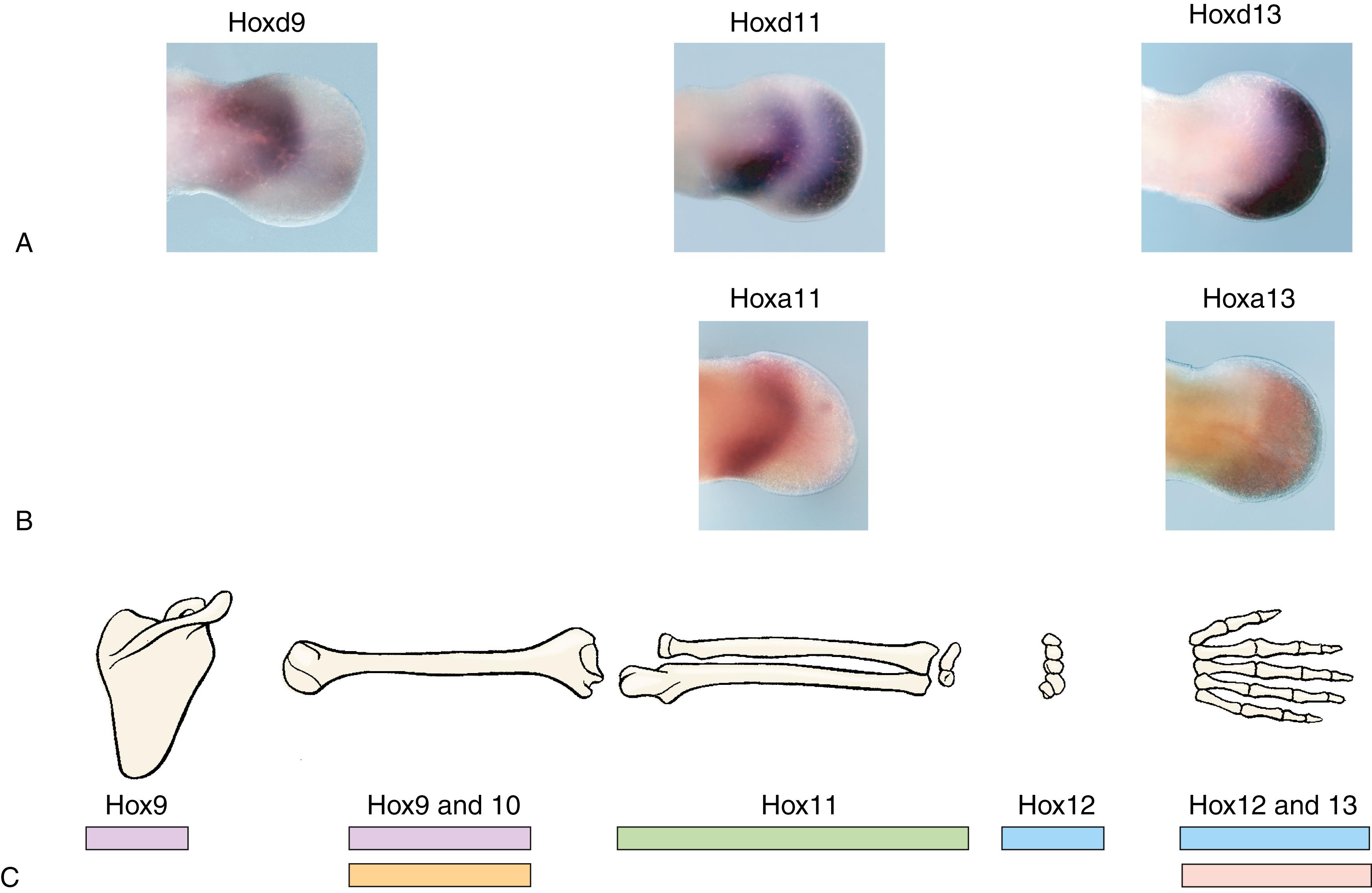 Fig. 20.9, Pattern of (A) Hoxd and (B) Hoxa Expression in Later Limb Buds and (C) Their Spatial Relationships to Definitive Segments of the Upper Limb (See Figure Credits.)