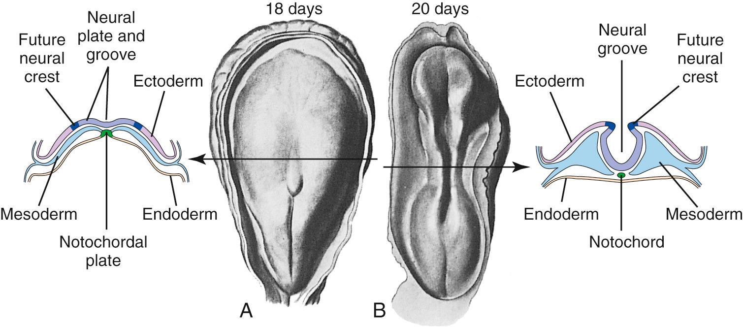 Fig. 2.1, The neural plate and beginning neural groove at about 18 days of development (A), and the neural groove 2 days later (B), shortly before the neural tube begins to close. The schematic cross sections to the left and right are at the levels indicated by arrows in (A) and (B), respectively.