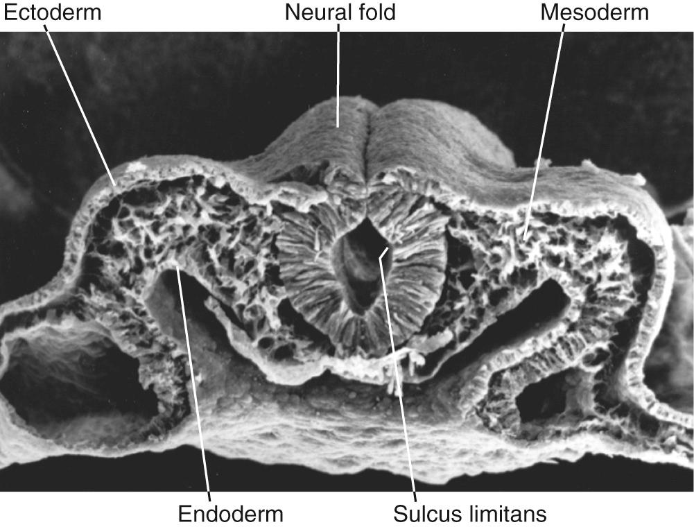 Fig. 2.2, Scanning electron micrograph of the just-closing neural tube of a chick embryo, fractured at about the level of the future midbrain.