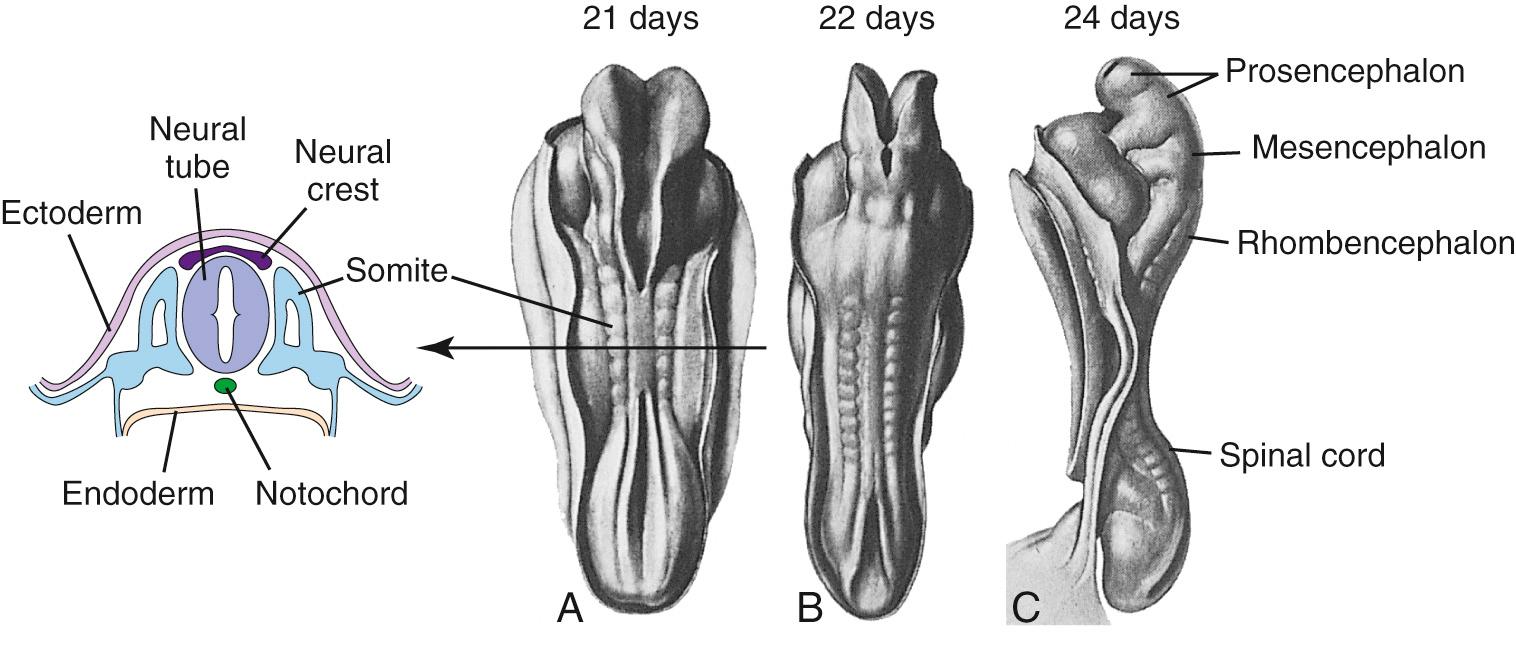 Fig. 2.3, Neural tube closure during the fourth week. (A) Neural folds begin to fuse at the cervical level of the future spinal cord at about day 21. The total length of the neural tube at this time is about 2.5 mm. (B) This and additional areas of fusion expand rapidly in rostral and caudal directions. (C) By about day 24, the rostral end of the neural tube has closed; the caudal end will close 2 to 3 days later. Even before the neural tube has finished closing, local enlargements (the primary vesicles) and bends begin to appear (C). The notochord is the forerunner of the skeletal axis, helping to form the vertebral column. The mesodermally derived somites, adjacent to the neural tube, form most of the vertebral column, as well as segmental structures such as skeletal muscle and dermis corresponding to spinal cord segments (see Chapter 10 ).