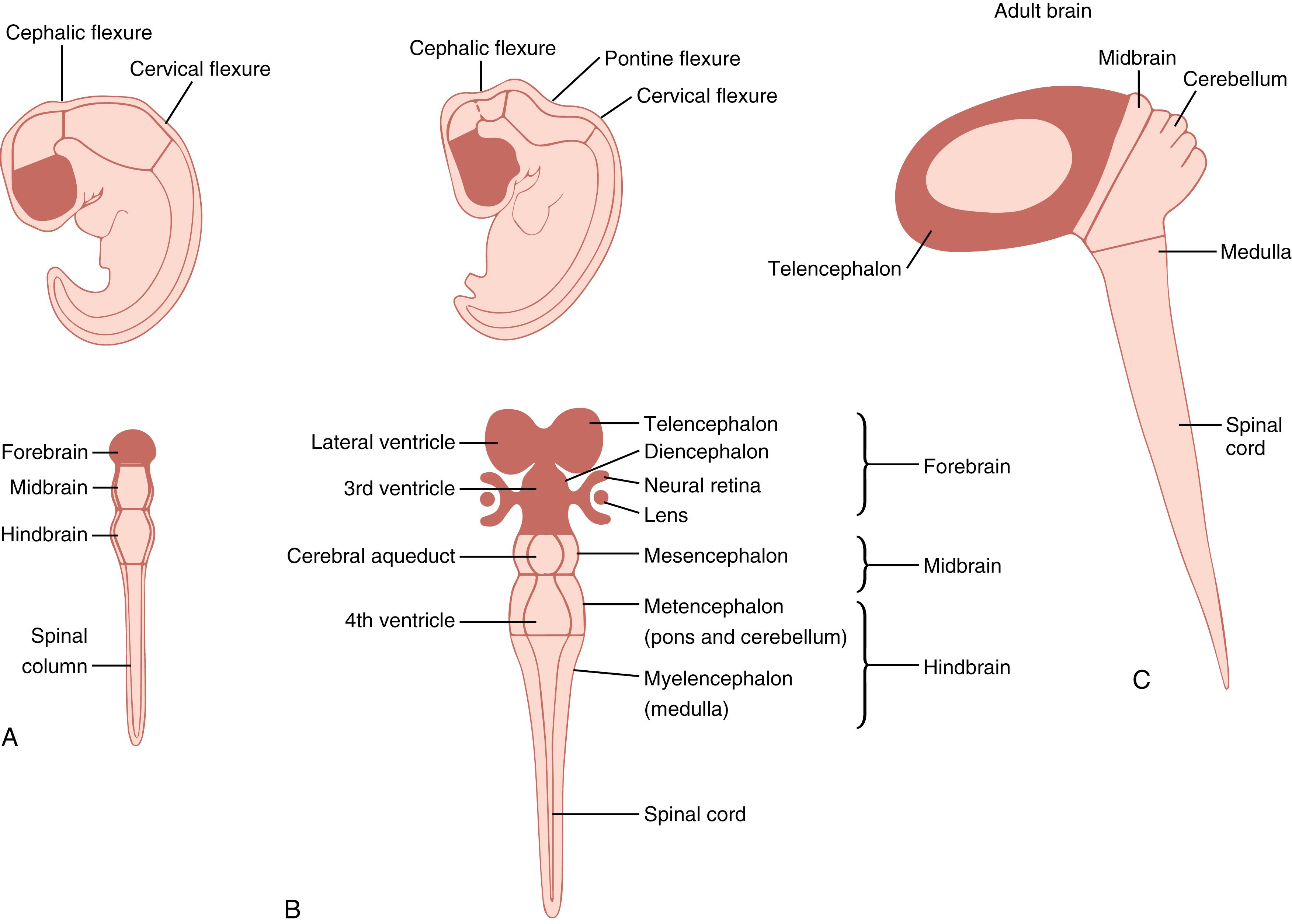 Fig. 124.3, Development of the brain and spinal cord from the neural tube. (A–C) The primary divisions of the brain. (A) The initial divisions of the three brain vesicles and spinal cord. (B) The next stage in development result in further subdivision of the brain which are related to the corresponding structures of (C) the adult brain.