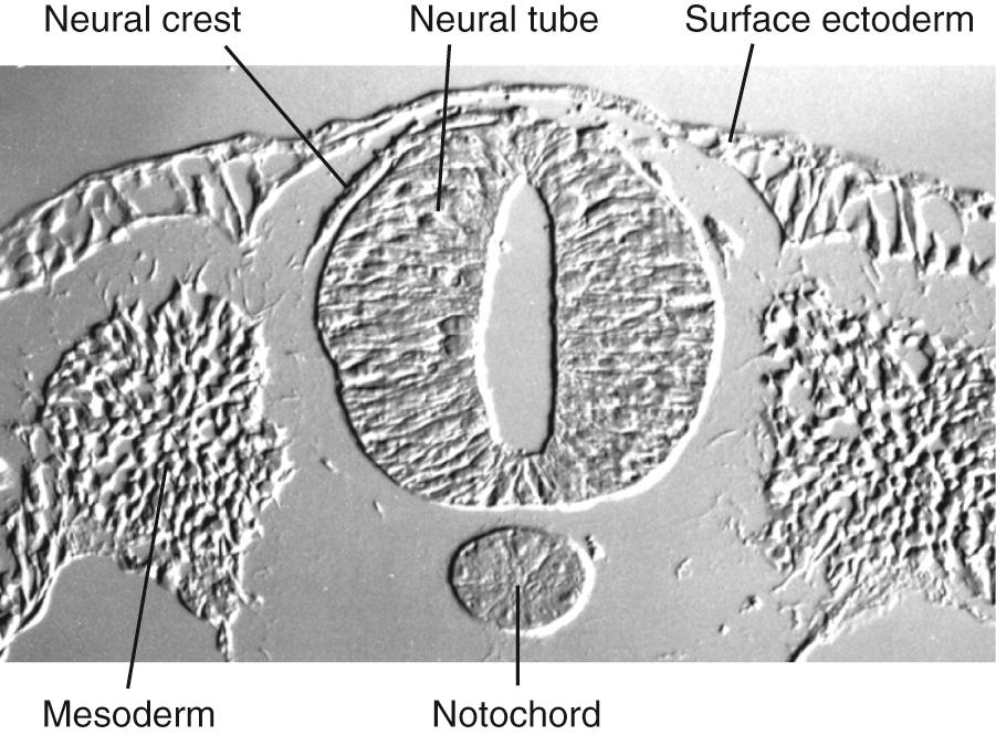 Fig. 2.4, Section through the just-closed neural tube of a chick embryo at the level of the future spinal cord. Neural crest cells have been pinched off as the neural tube closed.