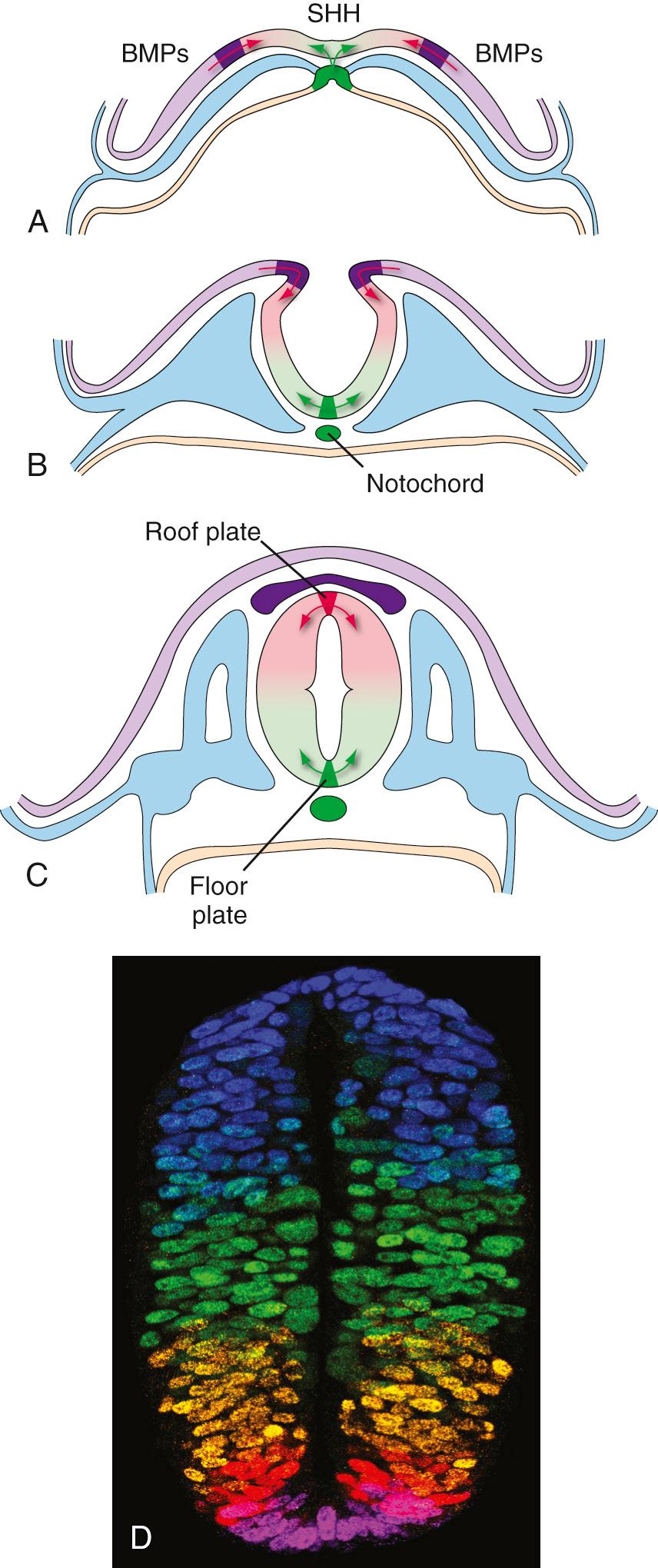 Fig. 2.5, Two of the best-known signaling proteins involved in the induction of dorsal-ventral patterns of differentiation in the spinal cord by concentration gradients. (A) At the neural plate stage, midline mesoderm and later the notochord produce a signaling protein called sonic hedgehog ( SHH; so named because the gene that specifies it is similar to a gene called Hedgehog that serves a similar purpose in invertebrates). Simultaneously, ectoderm adjacent to the neural plate produces another set of signaling proteins from a group called bone morphogenetic proteins (BMPs). (B) Under the continued influence of the notochord, cells near the ventral midline of the neural groove (the floor plate ) begin to express sonic hedgehog. Ectoderm near the crests of the neural folds continues to produce BMPs. (C) After the neural tube closes, cells near the dorsal midline (the roof plate ) produce BMPs, continuing the opposing SHH/BMP concentration gradients. (D) Staining a developing chick spinal cord with fluorescent antibodies to various proteins shows how SHH-BMP (and other) concentration gradients result in discrete populations of different cell types.