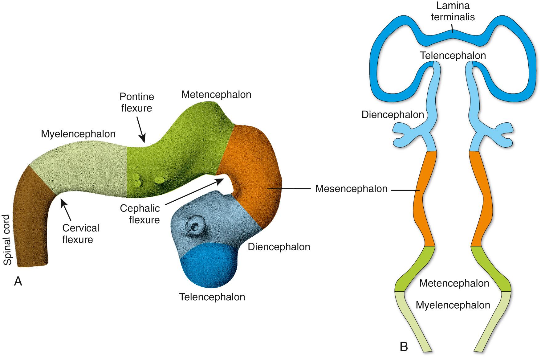 Fig. 2.8, Secondary vesicles during the sixth week. (A) Lateral view of the neural tube, showing vesicles and flexures. (B) Schematic longitudinal section, as though the flexures are straightened out.