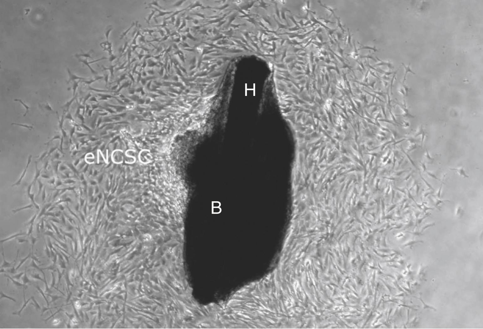 Fig. 10.2, Bulge Explant 4 Days After Onset of Epidermal Neural Crest Cell Stem-Like Cell (eNCSC) Emigration