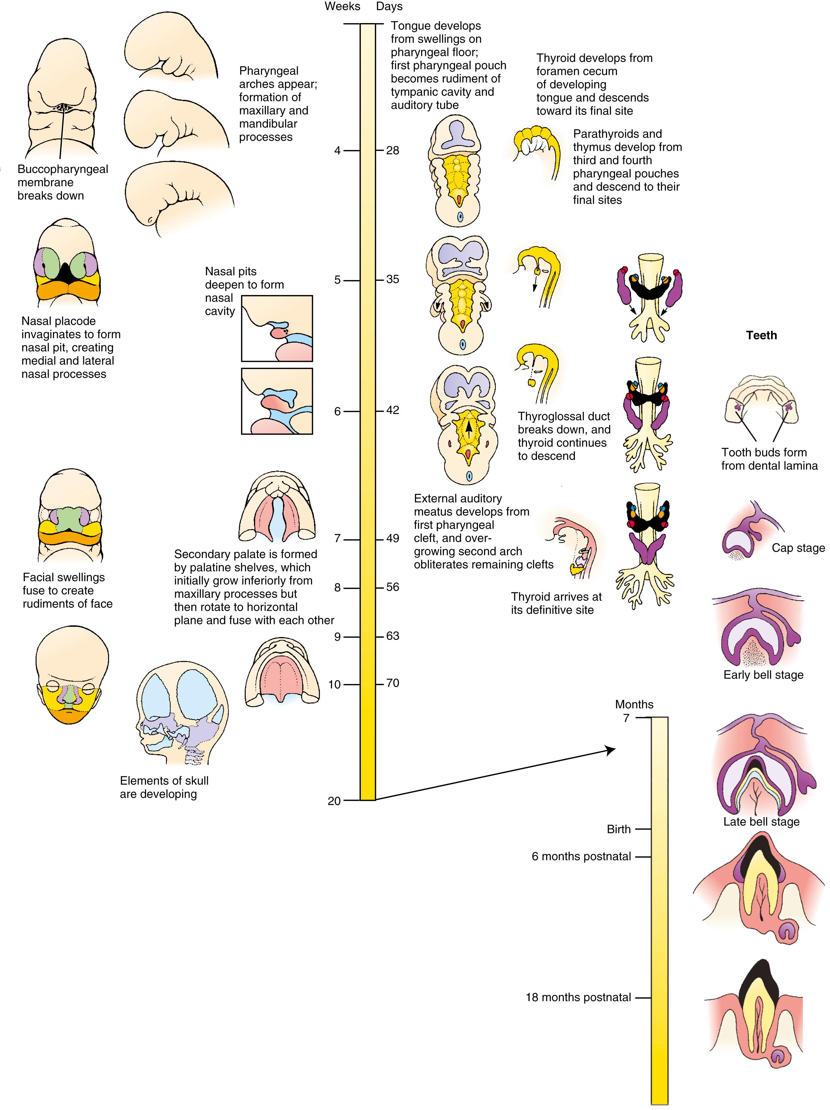 Timeline