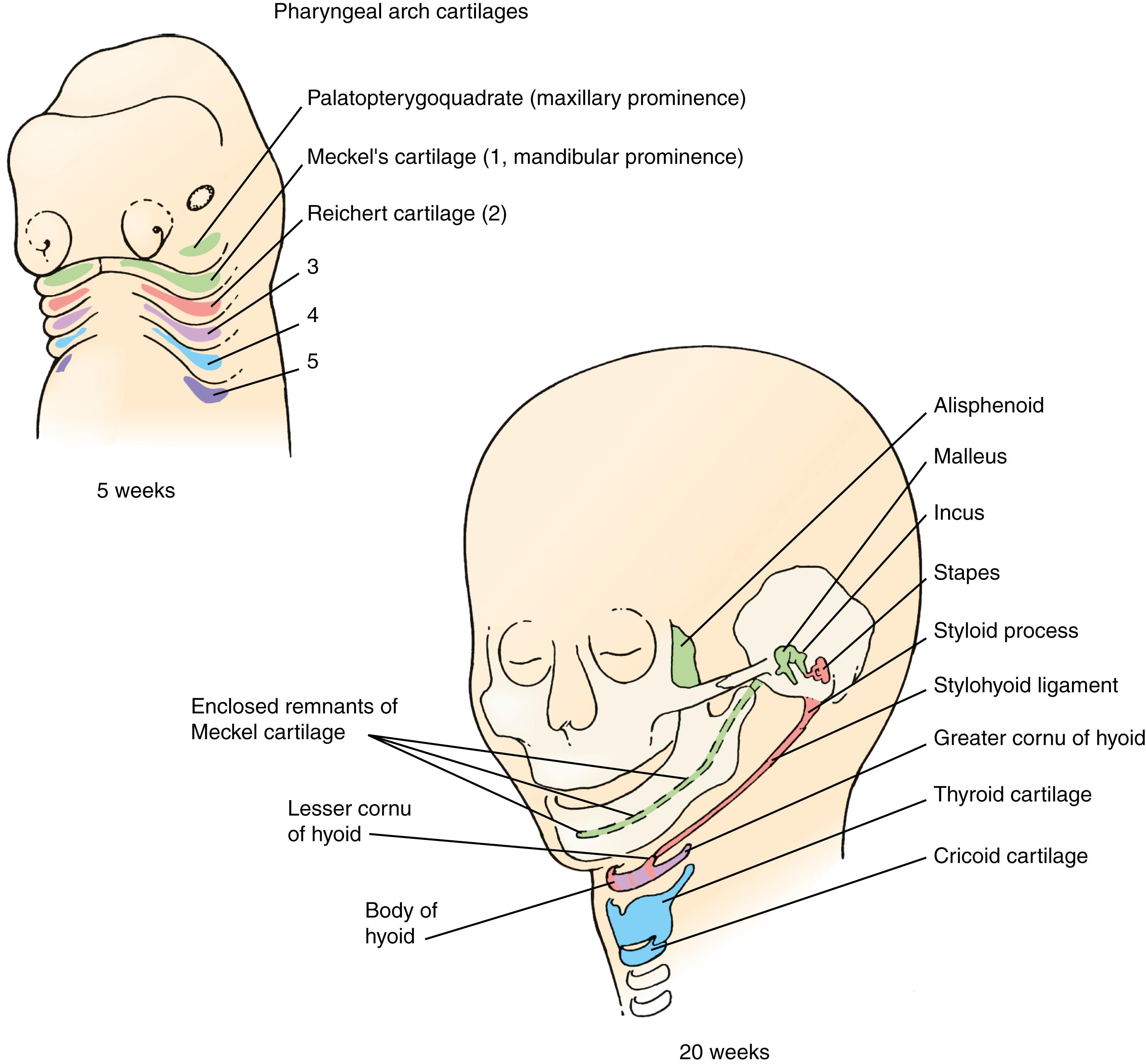 Fig. 17.10, Fate of the Pharyngeal Arch Cartilages