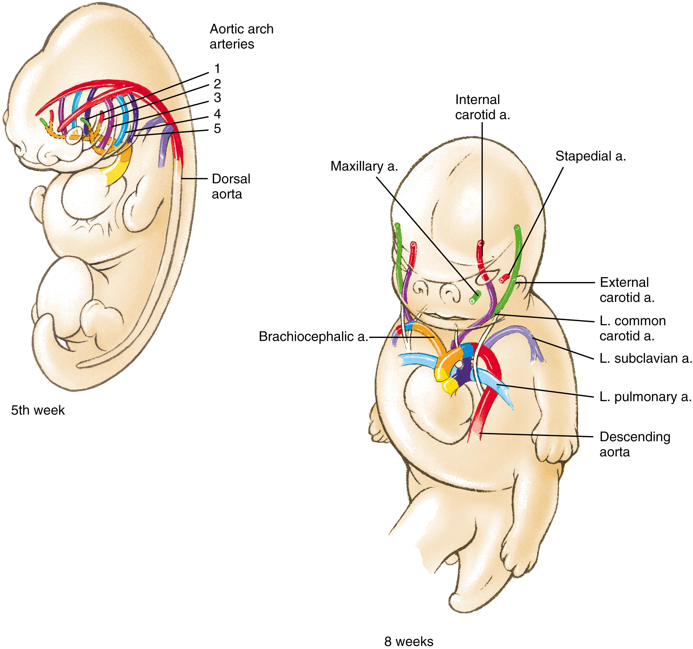 Fig. 17.11, Fate of the Pharyngeal Arch Arteries