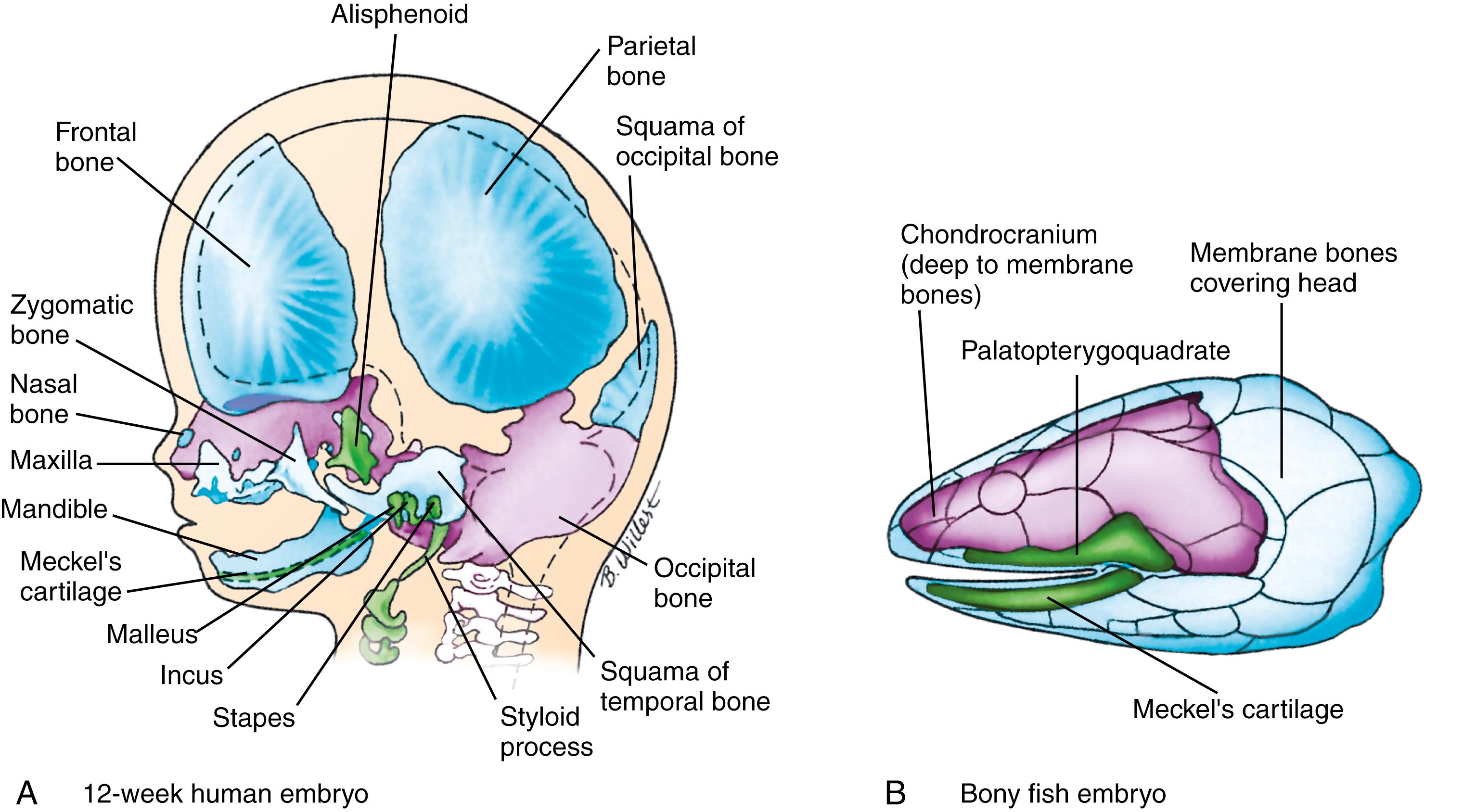 Fig. 17.2, The Evolutionary Origin of the Human Skull From the Pharyngeal Arch Skeleton, Braincase, and Dermal Bones of Primitive Vertebrates