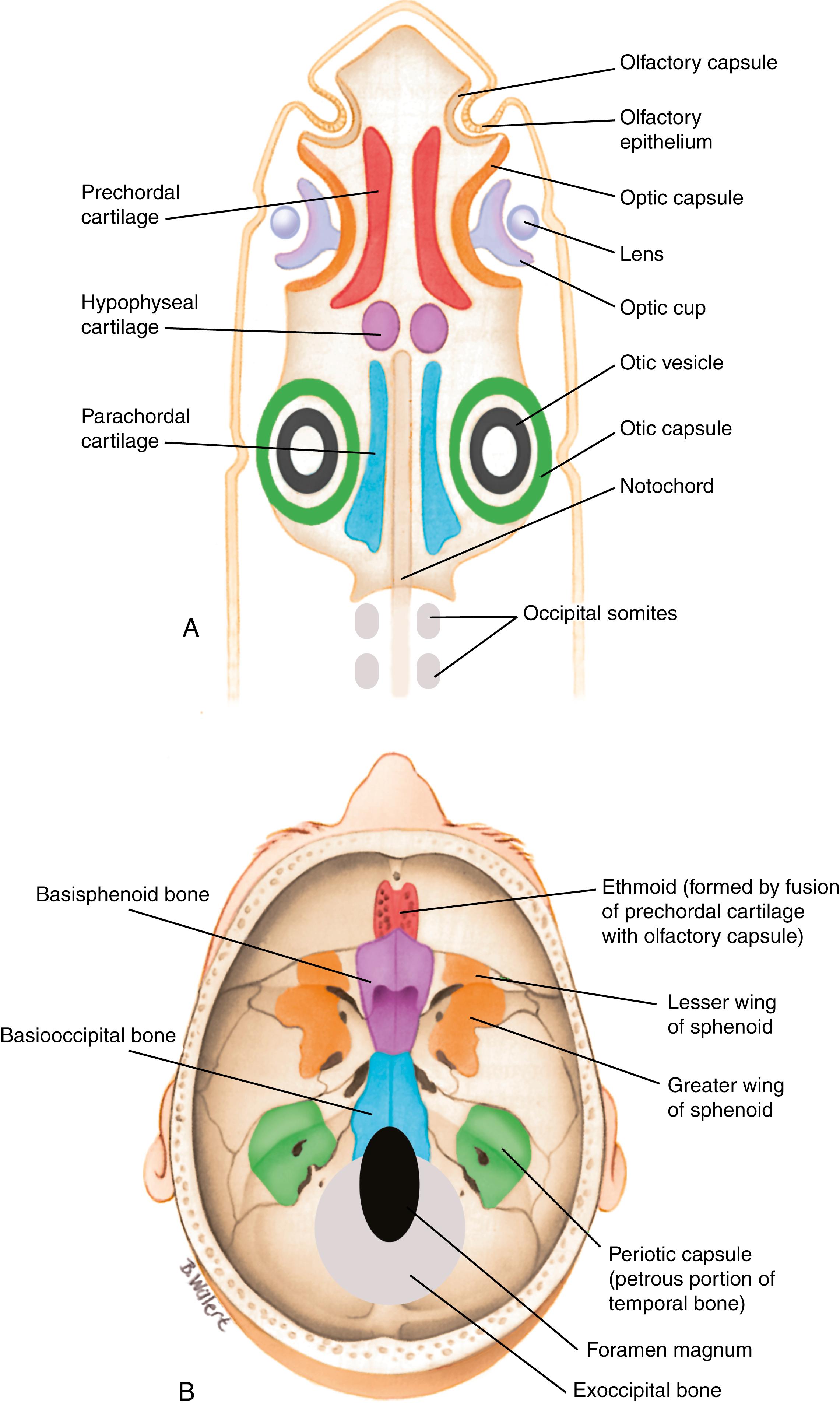 Fig. 17.3, Origin and Evolution of the Cranial Base
