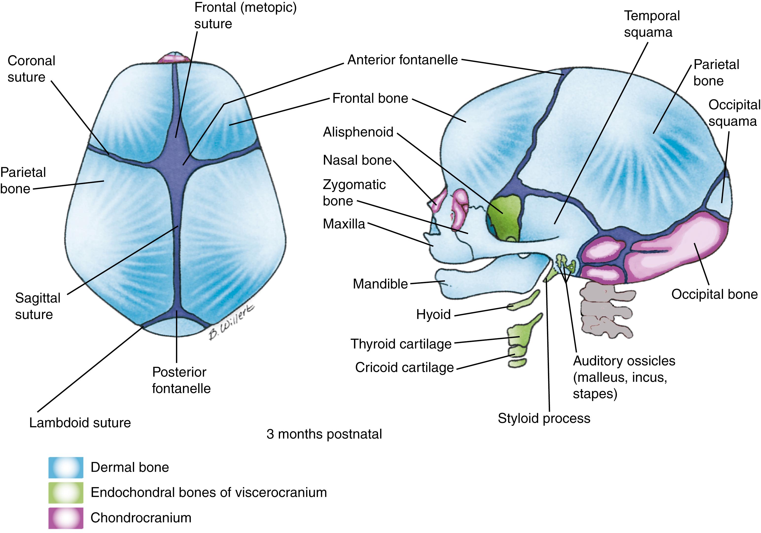 Fig. 17.5, The Brain in Humans is Mostly Enclosed by the Dermal Bones of the Cranial Vault, Which are Separated by Sutures and Fontanelles The timing of suture closure varies depending on the suture but some bones start to fuse together early in childhood. The unfused sutures allow the cranium to deform during birth and to expand during childhood as the brain grows.