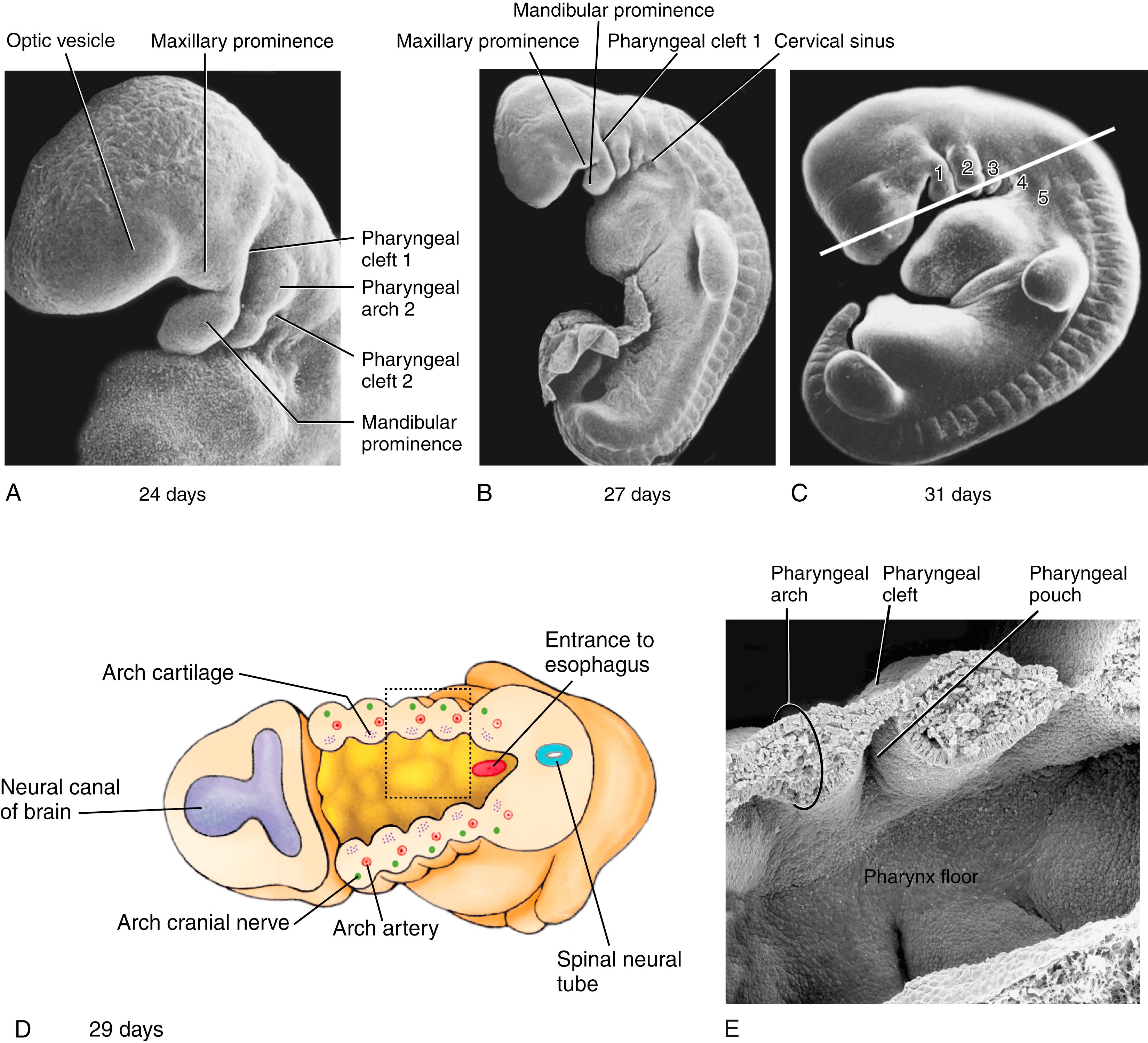 Fig. 17.9, Formation of the Pharyngeal Arches