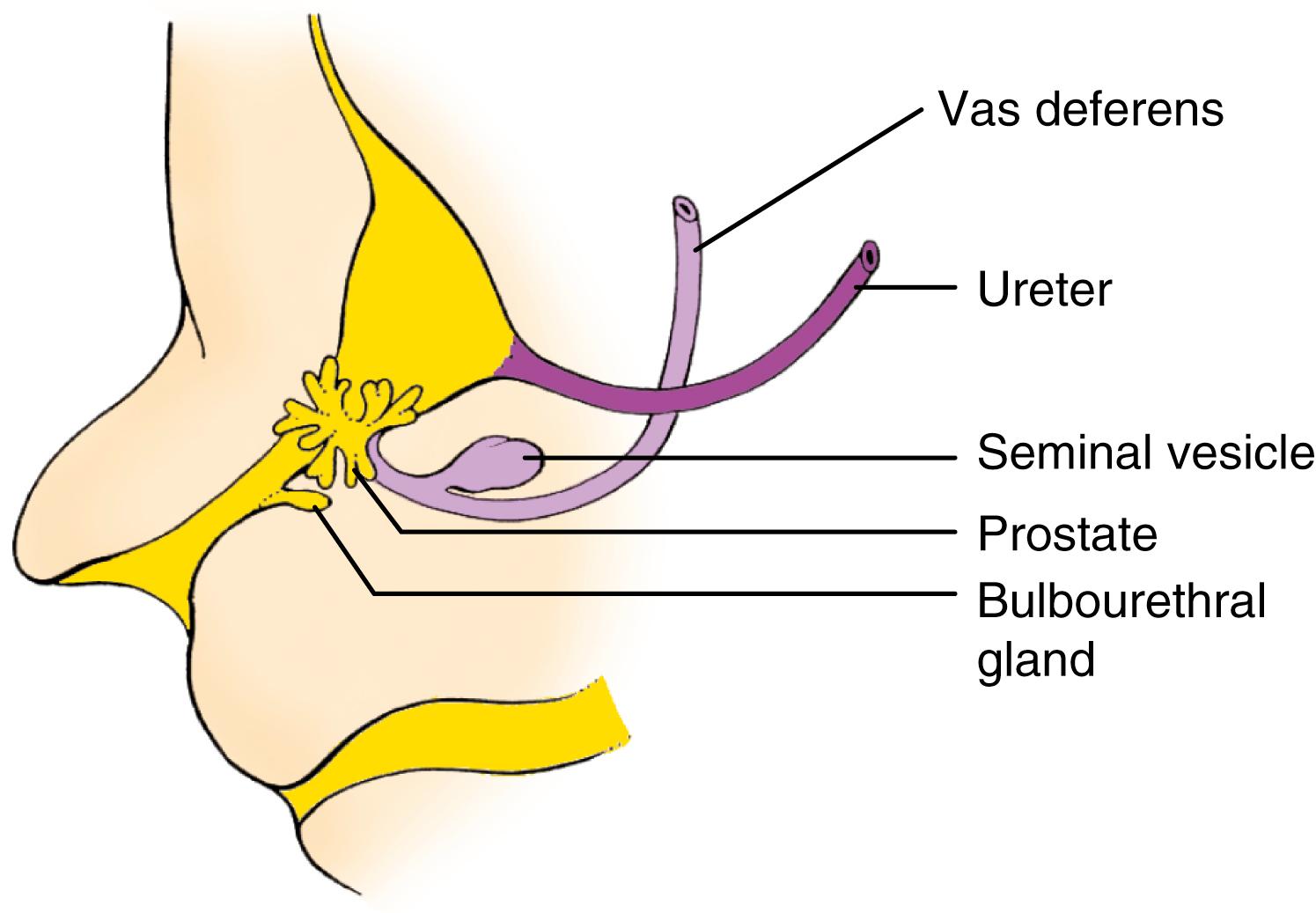 Fig. 16.11, Development of the Seminal Vesicles, Prostate, and Bulbourethral Glands
