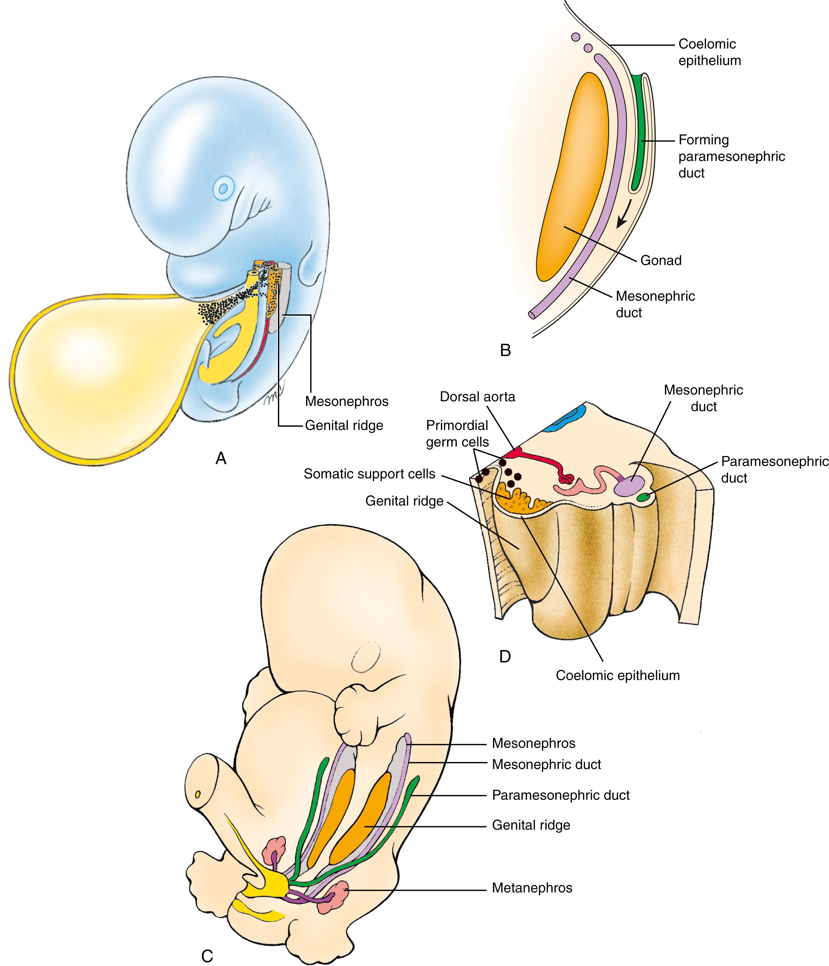 Fig. 16.1, Formation of the Genital Ridges and Paramesonephric Ducts