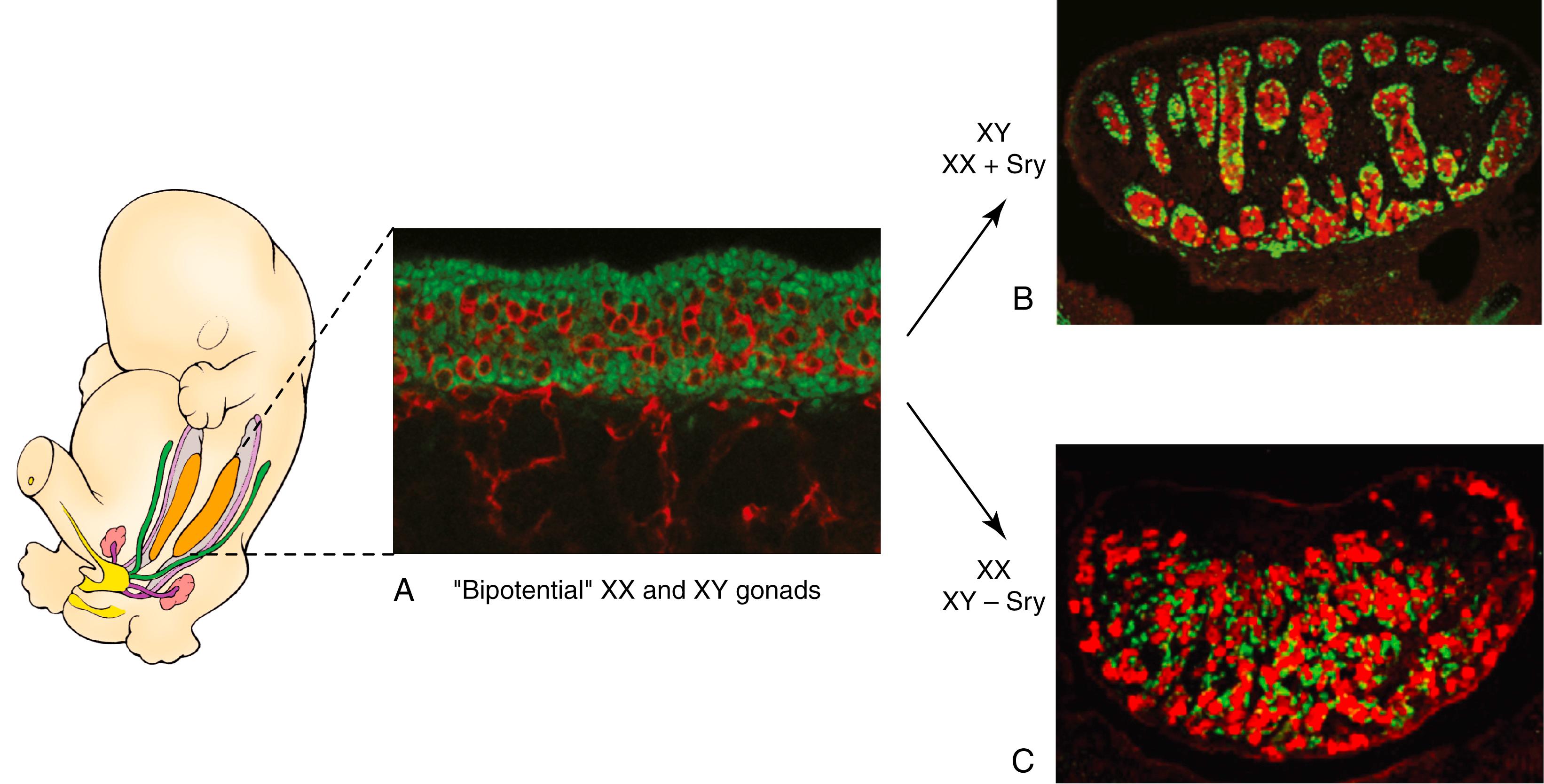 Fig. 16.3, Primary Sex Determination of the Bipotential Gonads