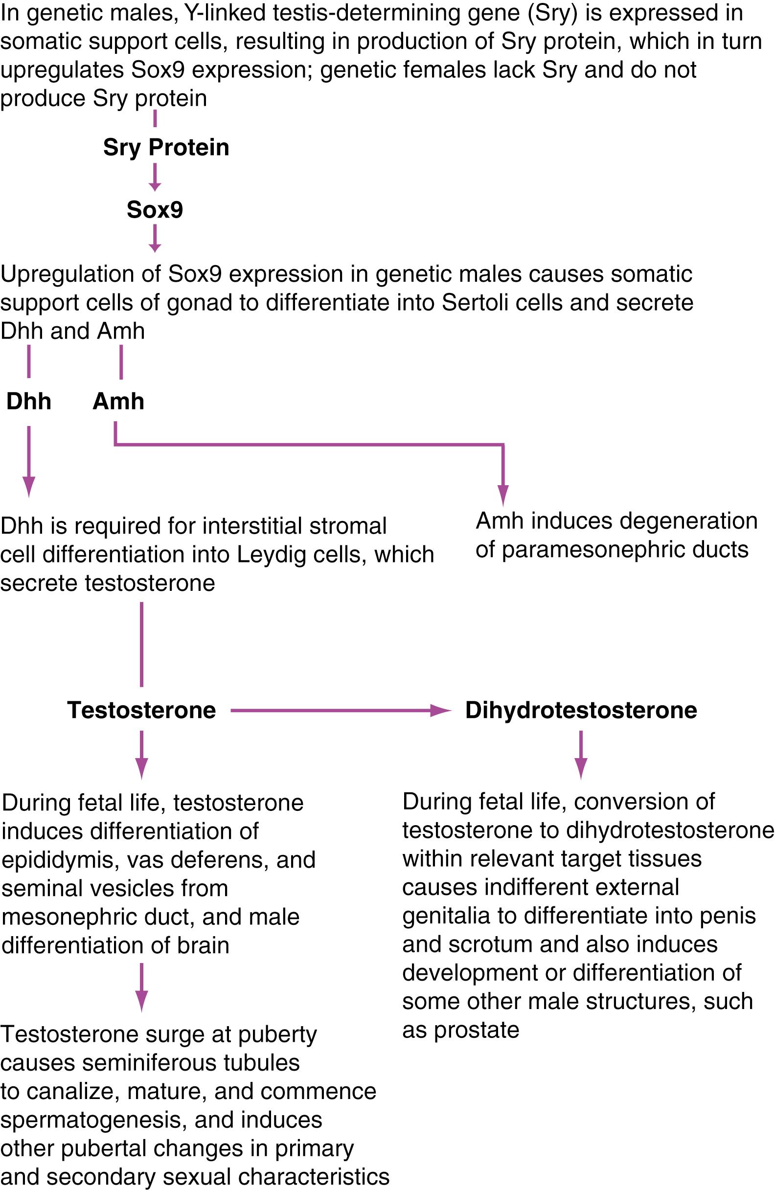 Fig. 16.4, Summary of the Differentiation Cascade of the Male Genital System
