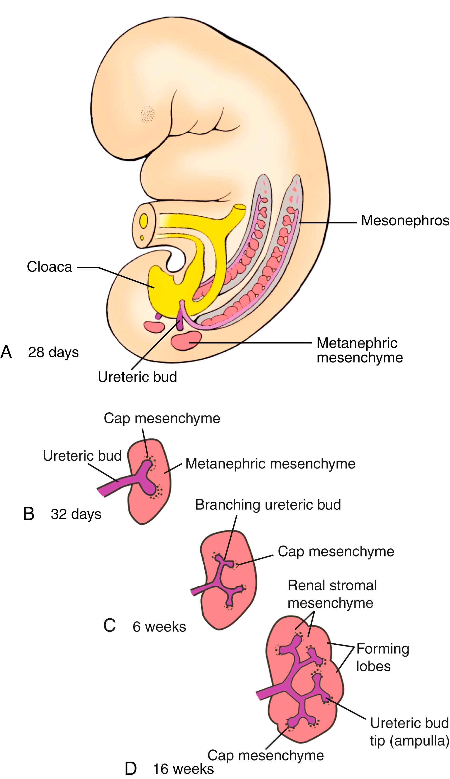 Fig. 15.4, Origin of the Metanephros